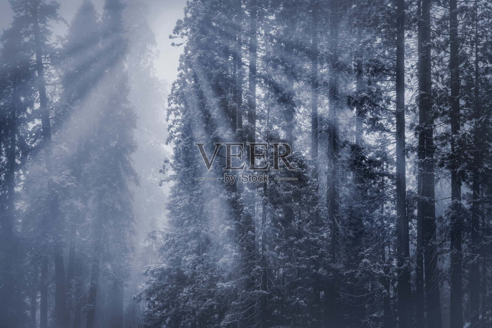 冬日的阳光穿过红杉照片摄影图片