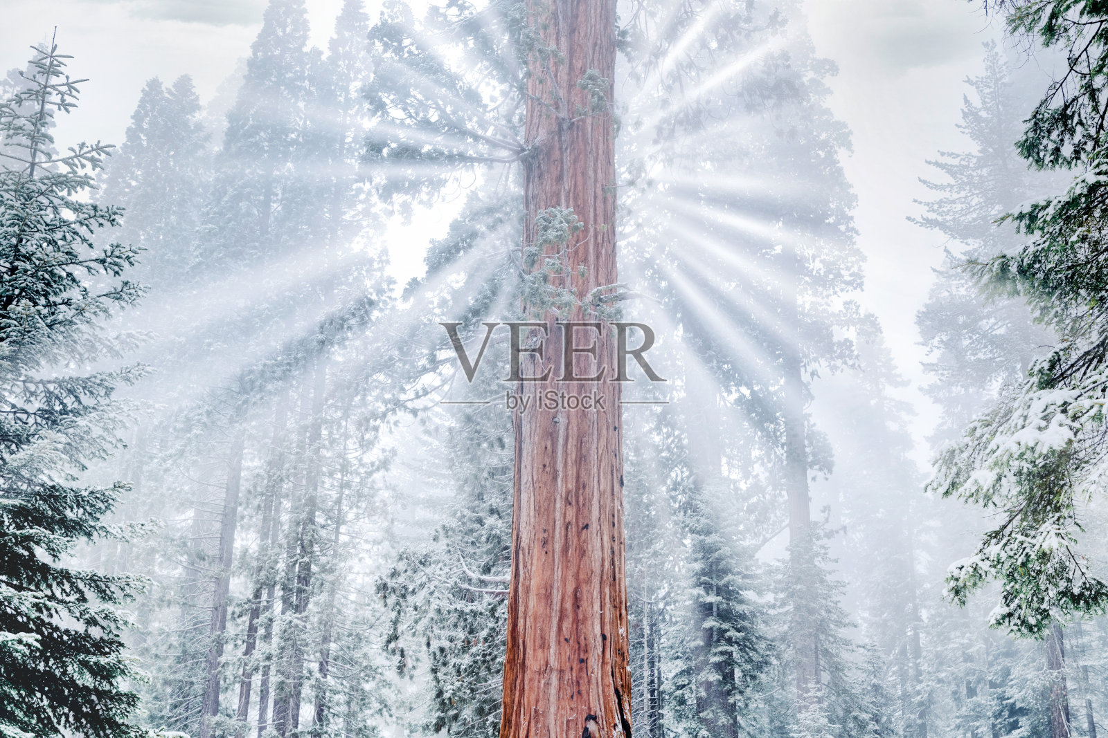 冬日的阳光穿过红杉照片摄影图片