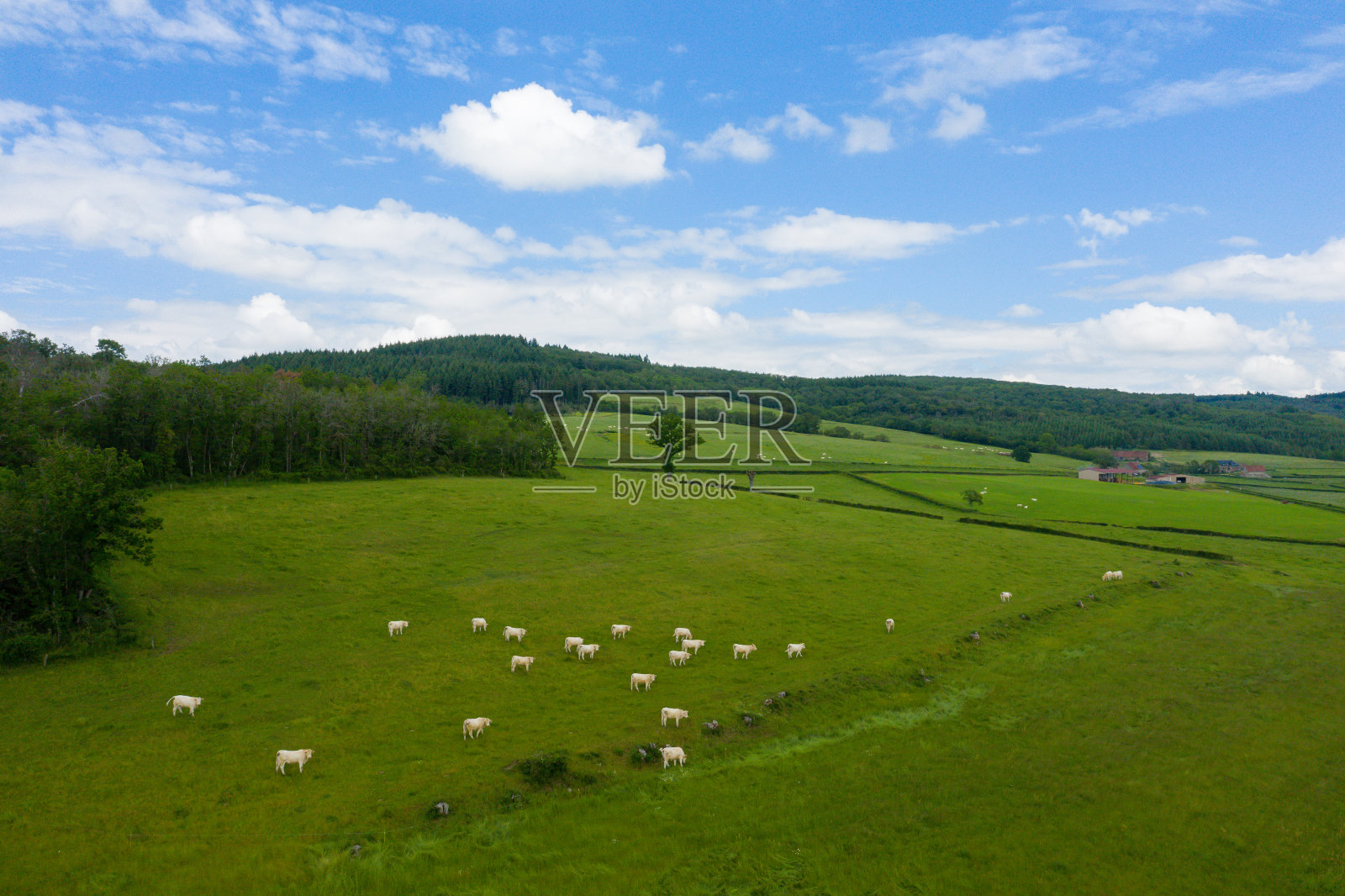在欧洲，法国，勃艮第，涅夫勒，摩尔多瓦，夏日，一个阳光明媚的日子，牛群在森林边缘的草地上。照片摄影图片