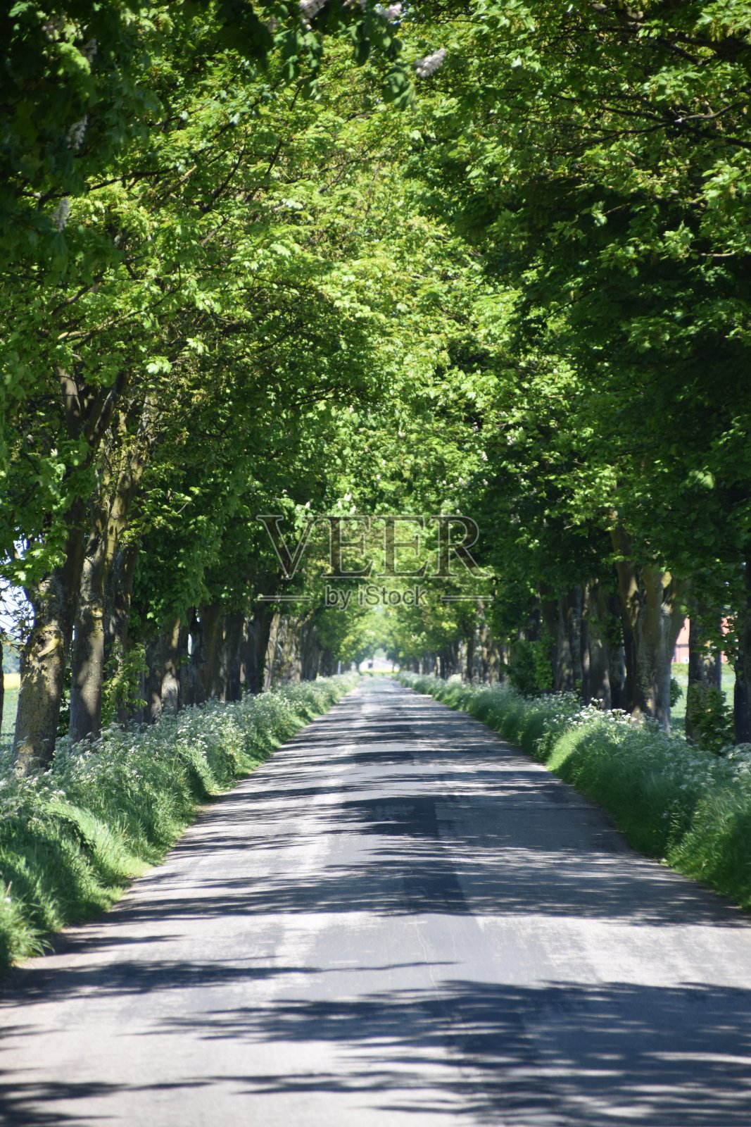 绿树成荫的乡间小路照片摄影图片