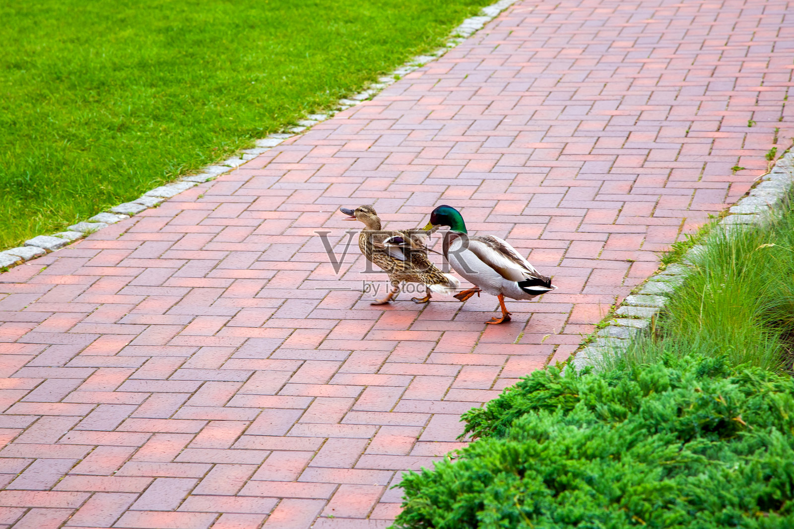 在绿草如茵的公园里，一群野鸭走在石头铺成的人行道上，城里有一只雌鸟和一只雄鸟在散步。照片摄影图片