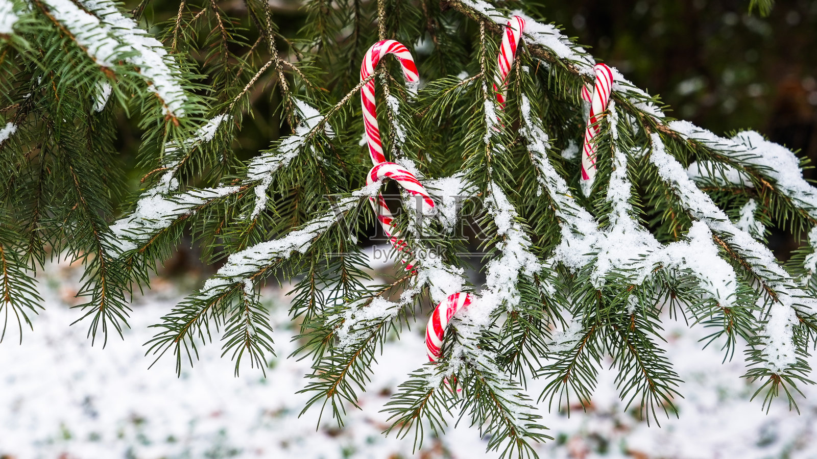 刚下过雪的树枝上挂着红白相间的甜锥糖照片摄影图片