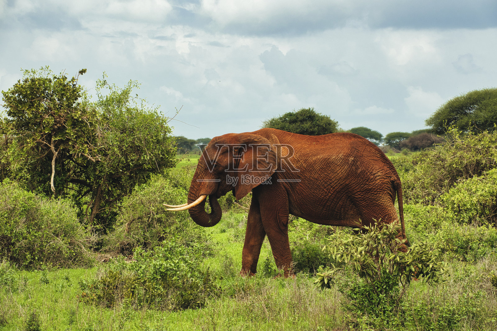 肯尼亚察沃东部和西部的安博塞利国家公园的大象照片摄影图片