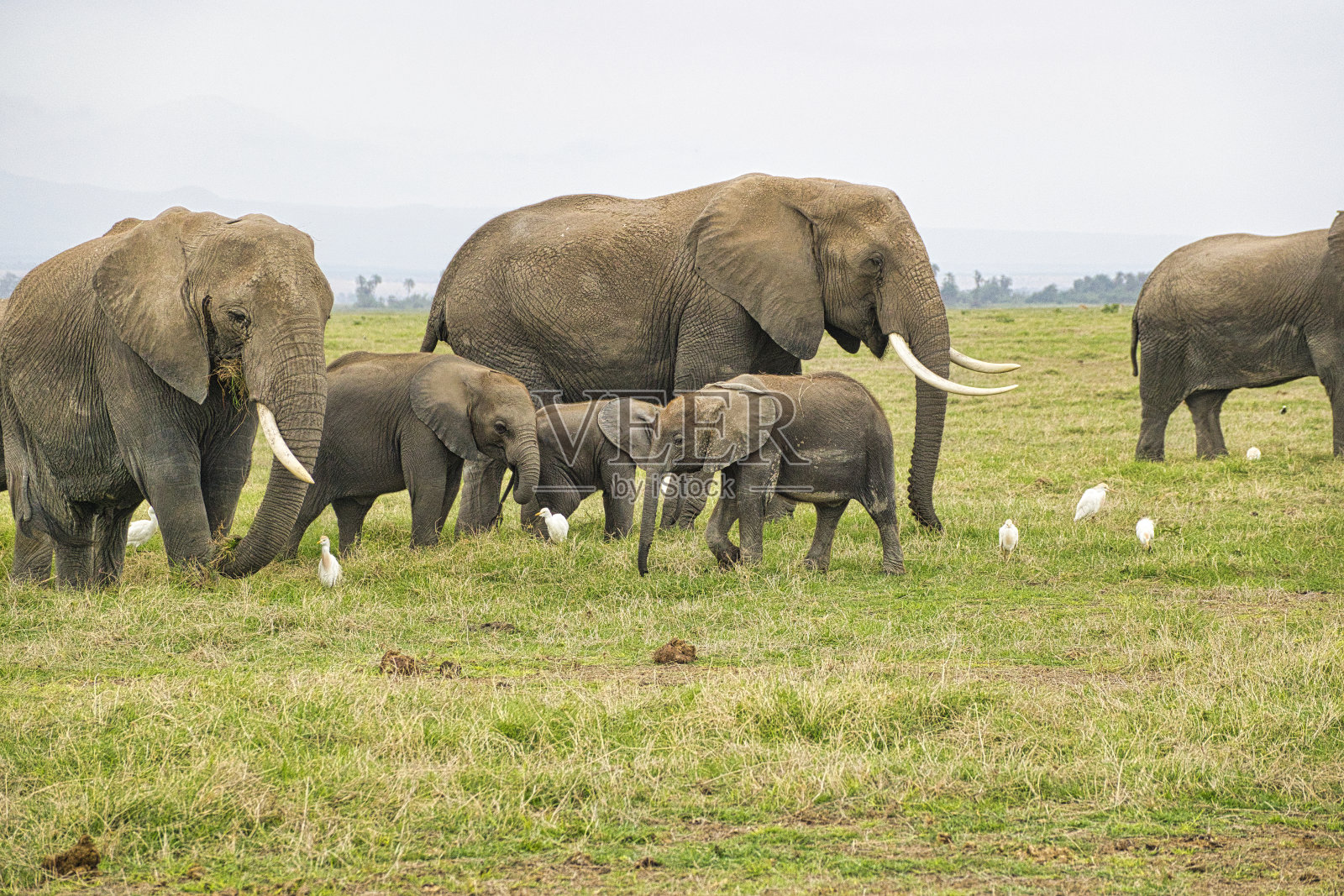 肯尼亚察沃东部和西部的安博塞利国家公园的大象照片摄影图片