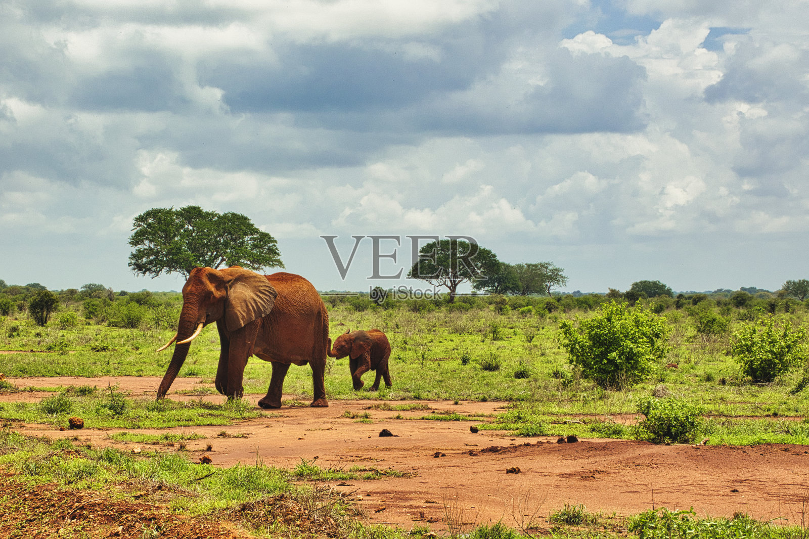 肯尼亚察沃东部和西部的安博塞利国家公园的大象照片摄影图片
