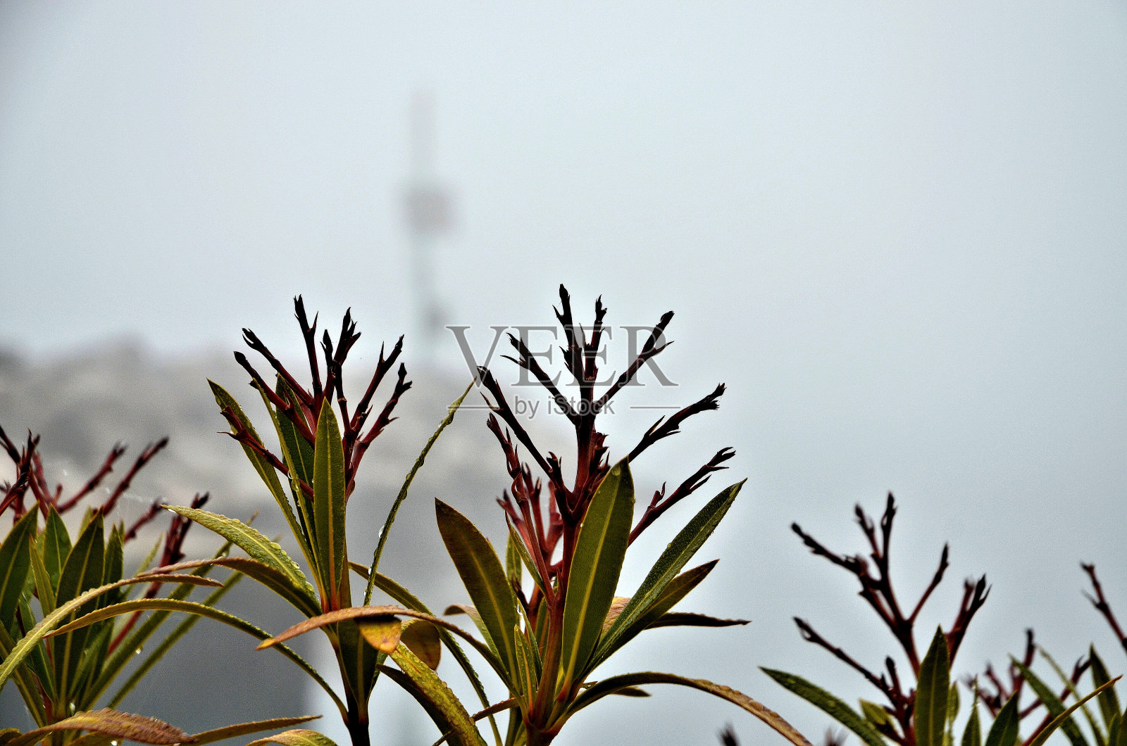 雾霭的港口照片摄影图片