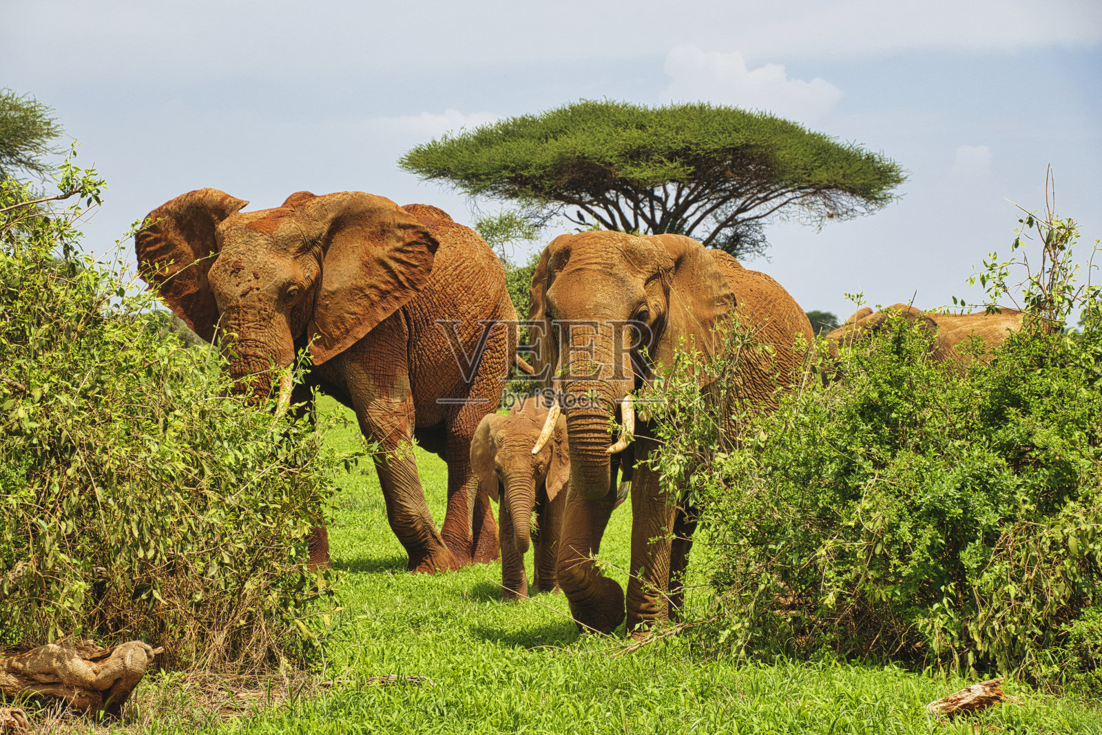 肯尼亚察沃东部和西部的安博塞利国家公园的大象照片摄影图片