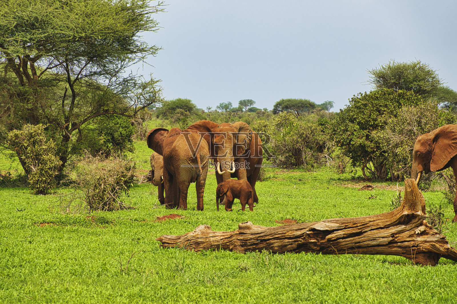 肯尼亚察沃东部和西部的安博塞利国家公园的大象照片摄影图片
