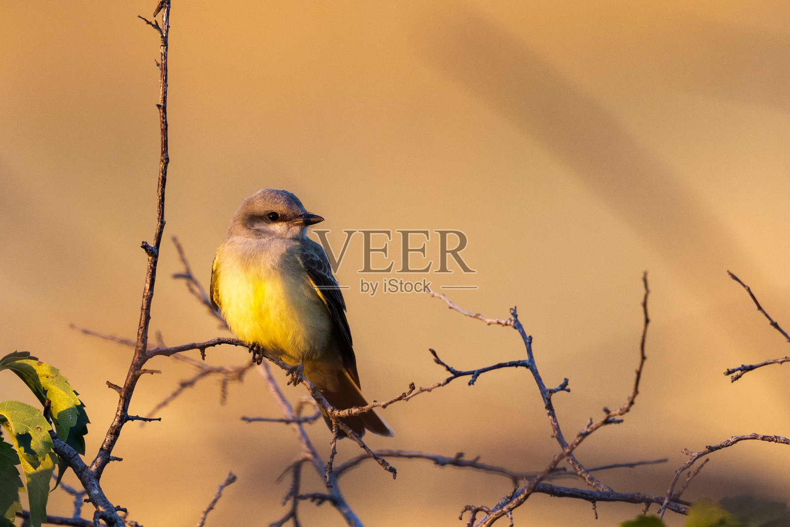 西部的王鸟栖息在一根树枝上照片摄影图片
