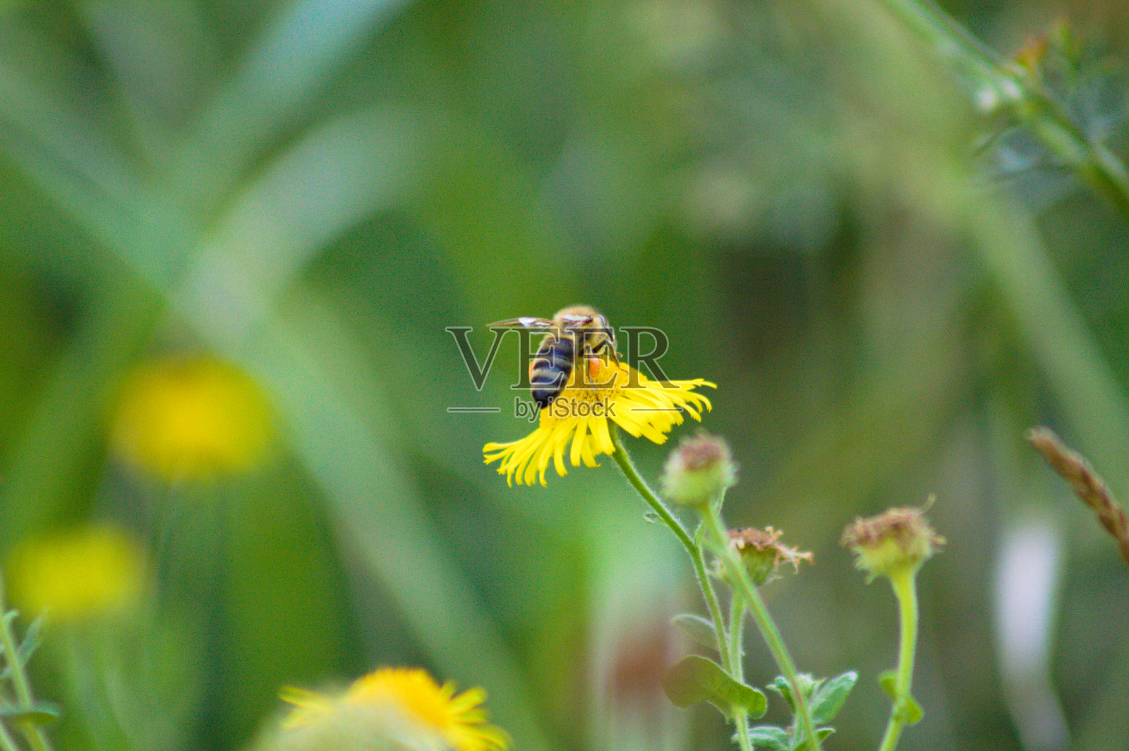 蜜蜂在普通毛蓬开花的特写镜头与模糊温暖的绿色植物背景照片摄影图片