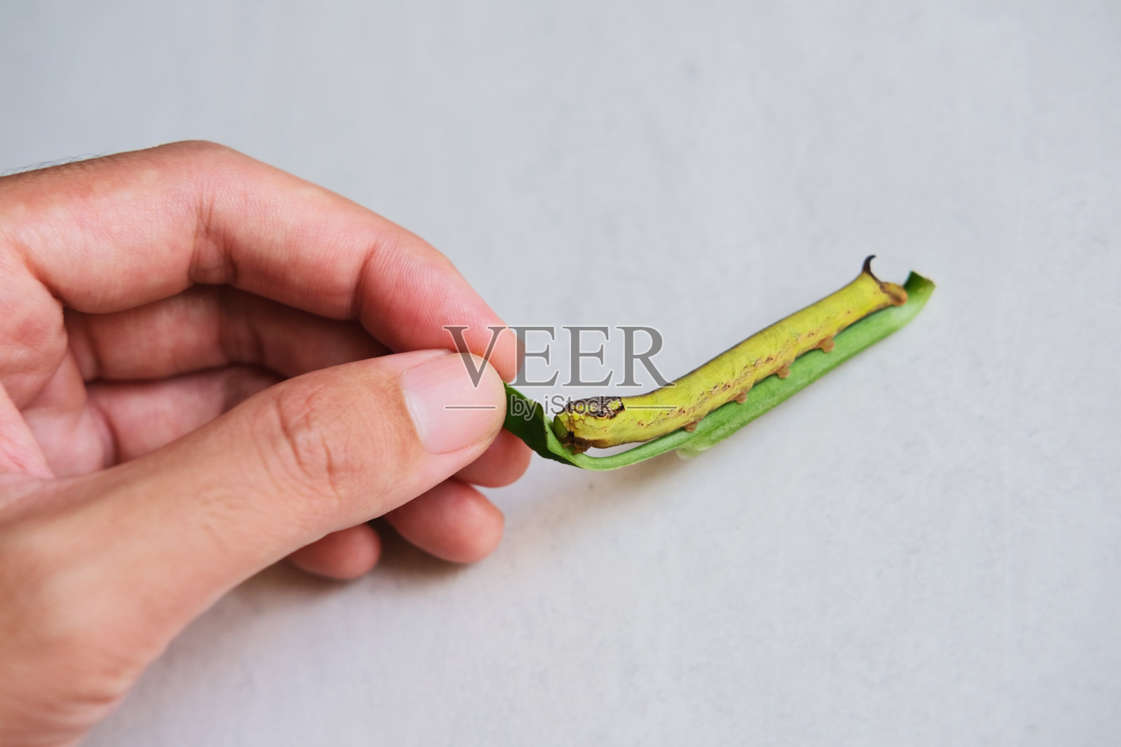 人的手显示大毛虫吃孤立的白色叶子照片摄影图片