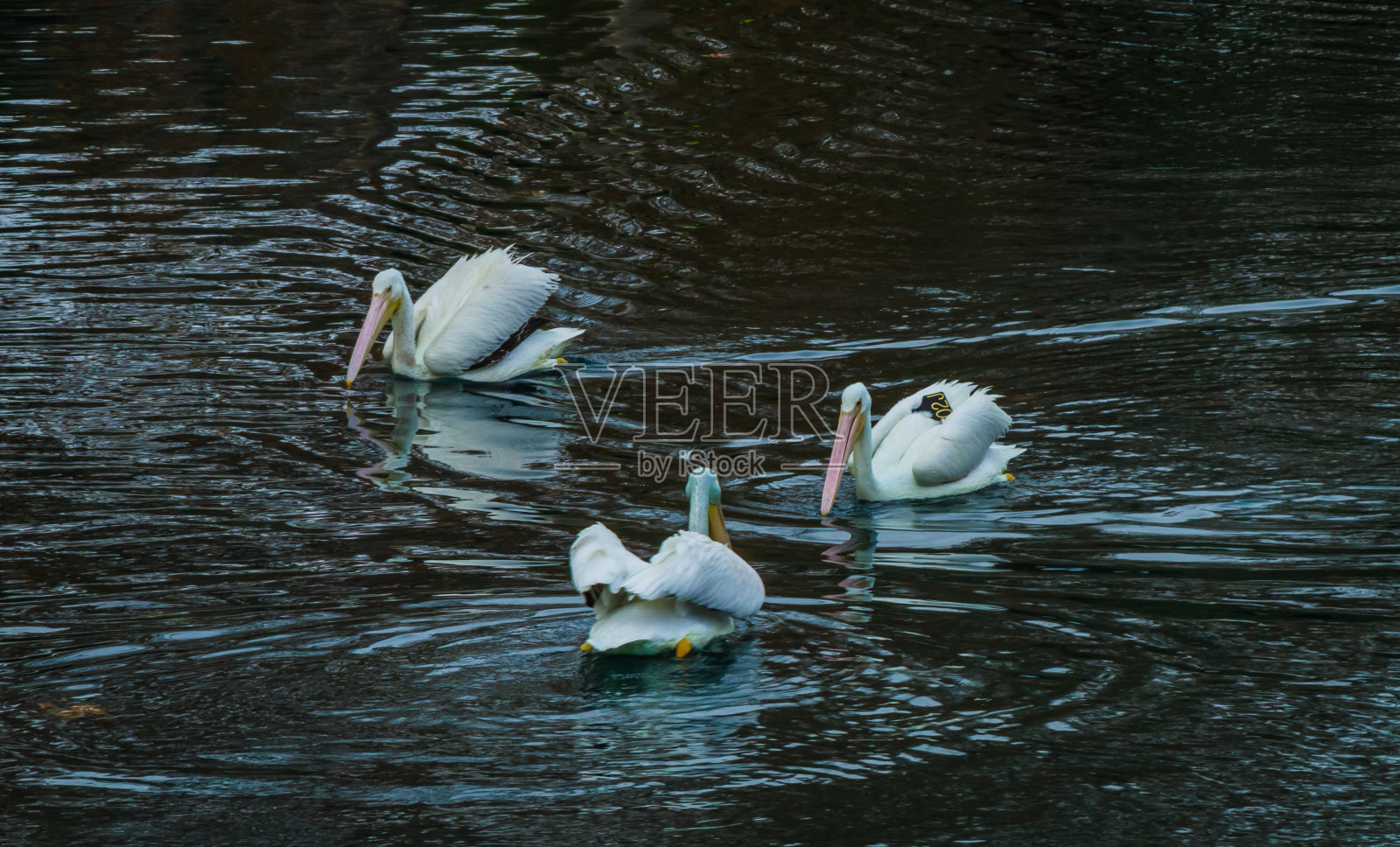 鹈鹕。照片摄影图片