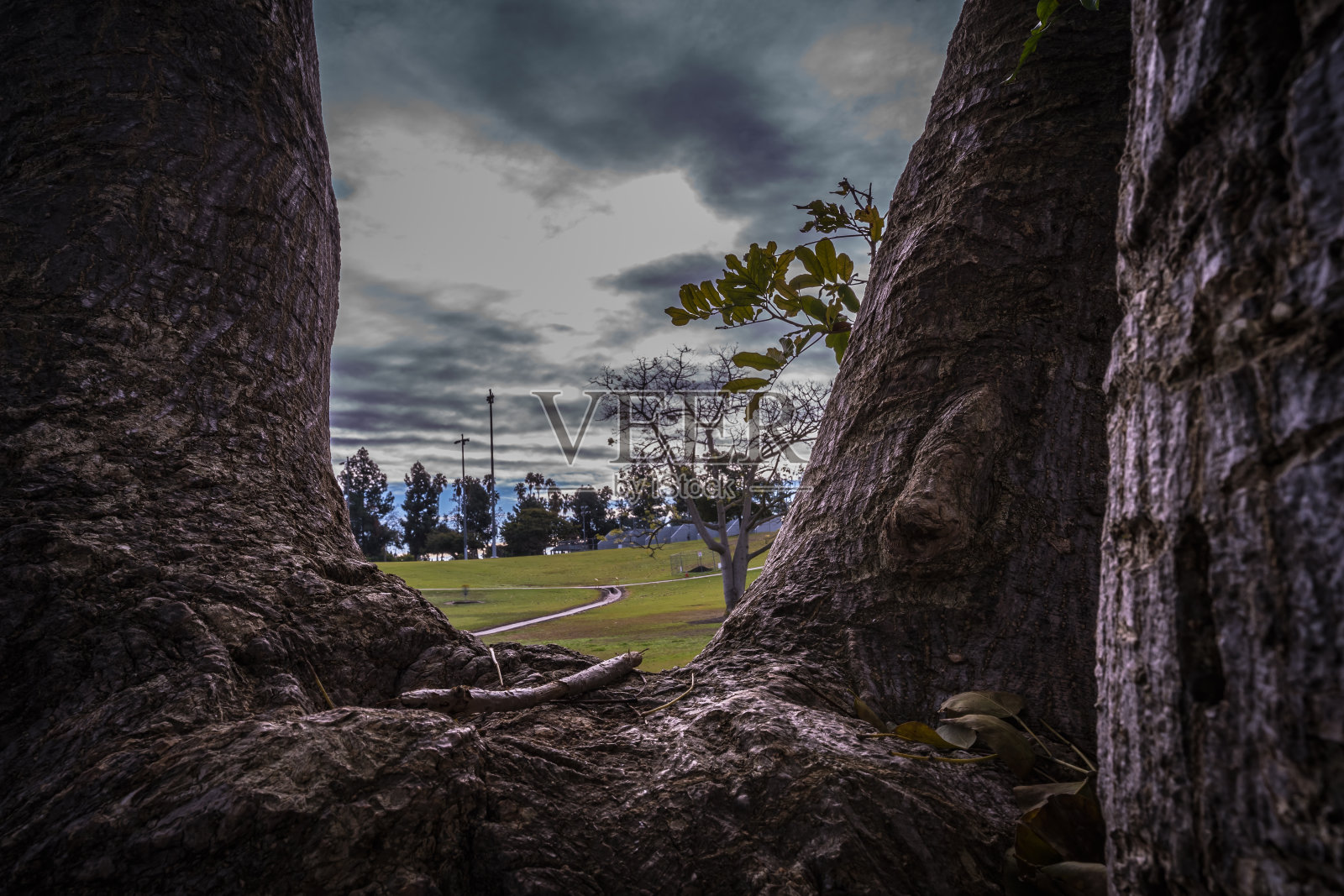 偷窥的树。照片摄影图片