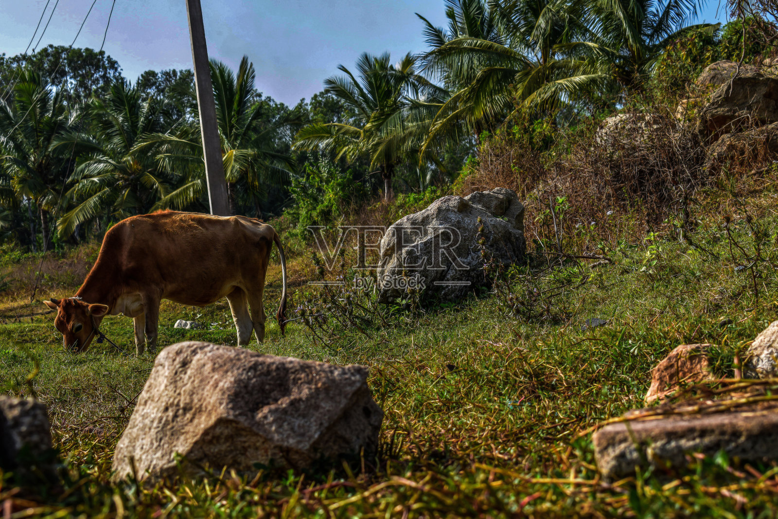 风景如画的印度乡村风光，棕色的印度奶牛用绳子绑在杆子上，在明亮的阳光下在田野里吃草。这张照片拍摄于印度卡纳塔克邦的拉姆纳格尔。照片摄影图片