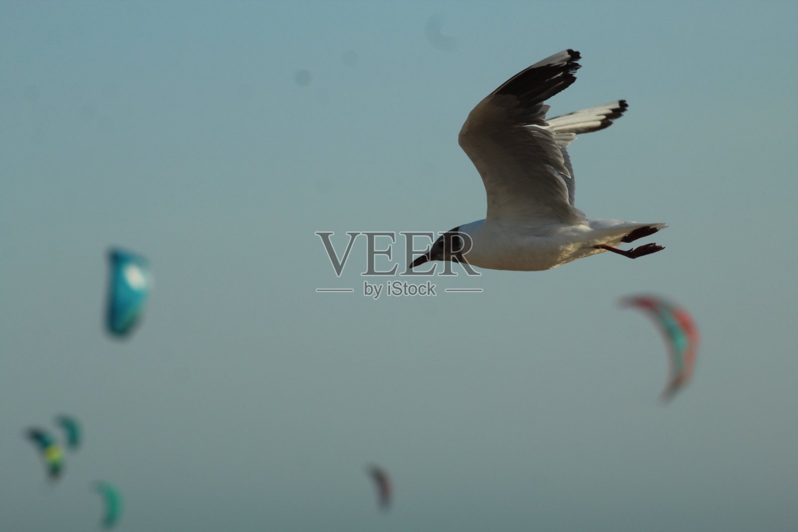 海鸥照片摄影图片