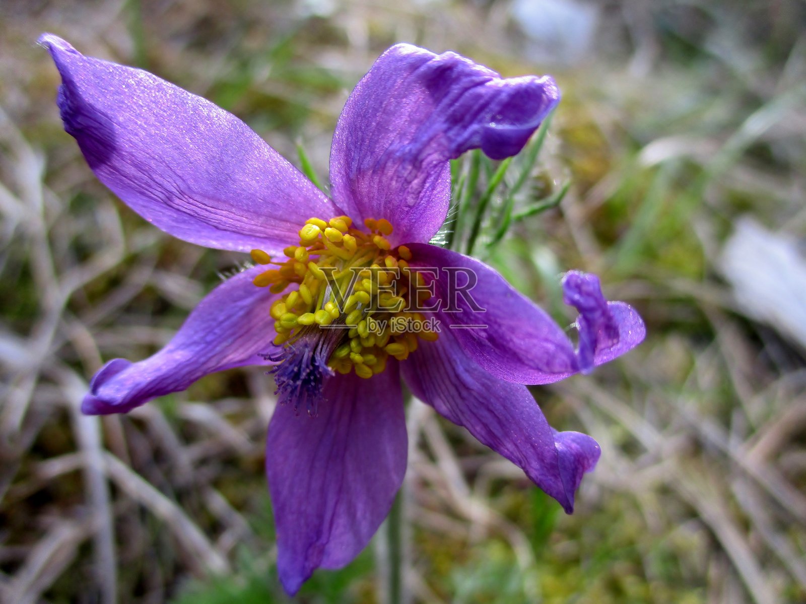 白头翁(Fr: Anémone pulsatile)(白头翁)照片摄影图片