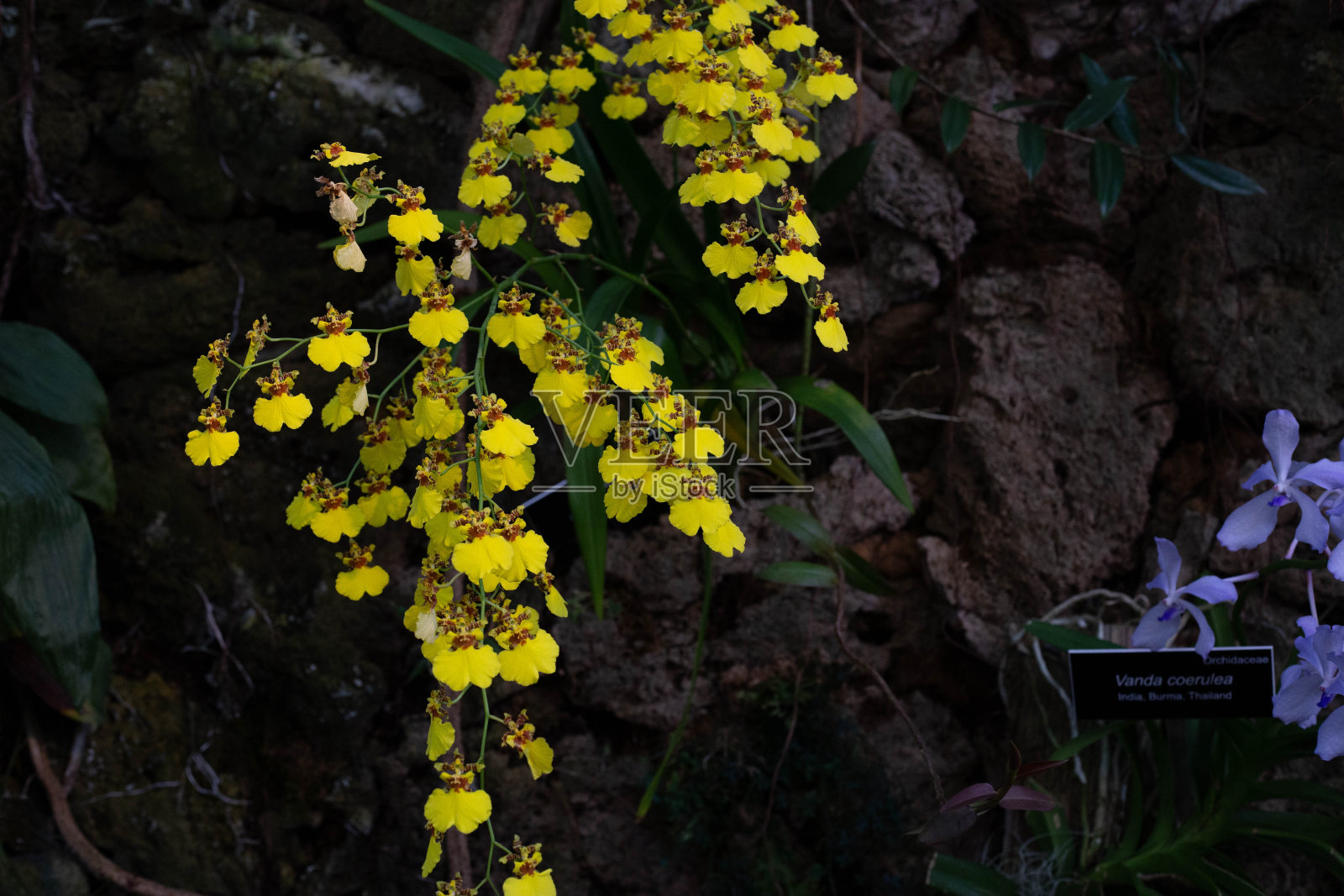 兰花照片摄影图片