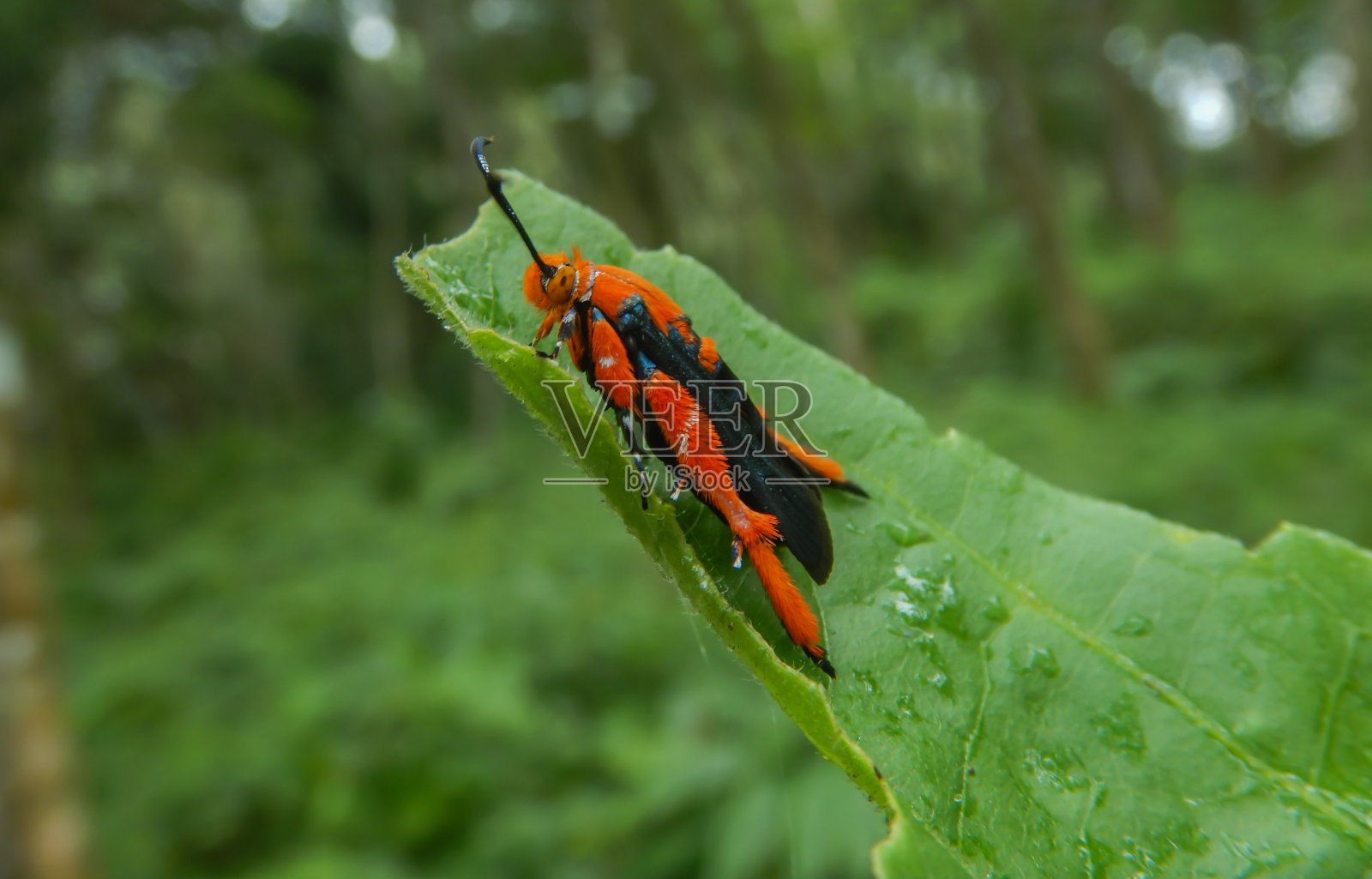 在绿色的叶子上，清除蛀虫，河豚科照片摄影图片