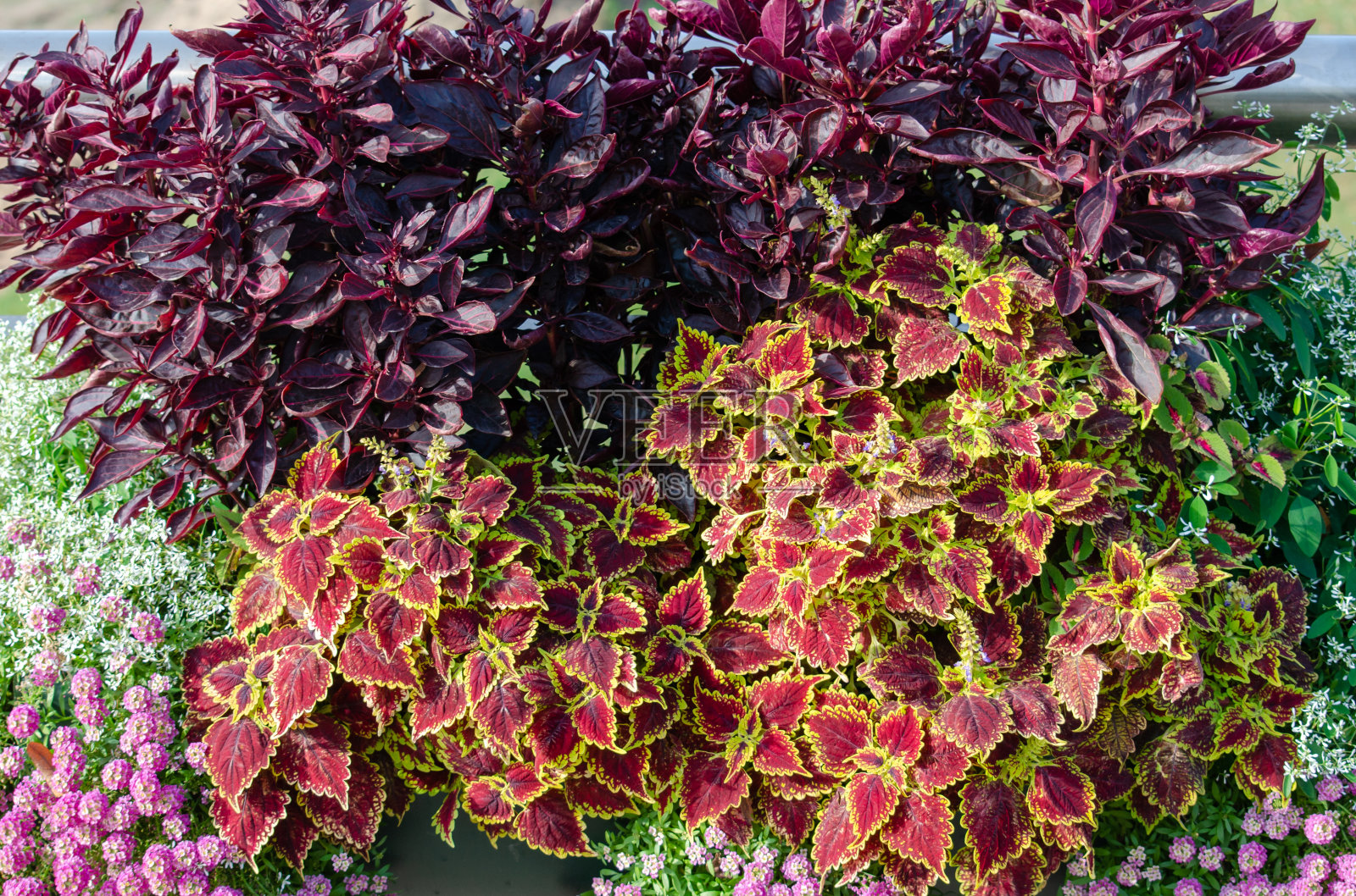 红色和绿色的彩叶植物，黄芩，花照片摄影图片