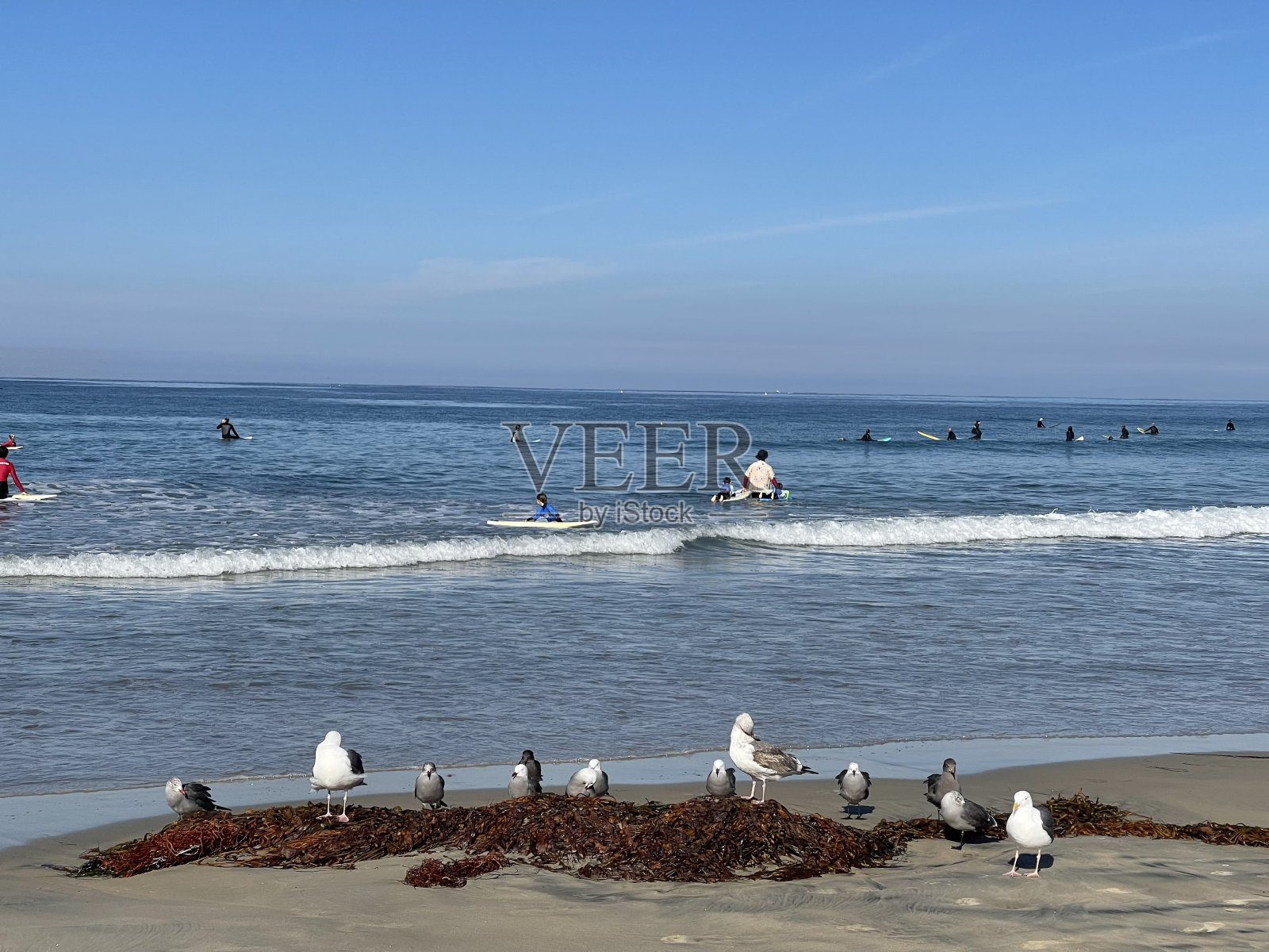 海滩上的海鸥看着人们在海里冲浪照片摄影图片