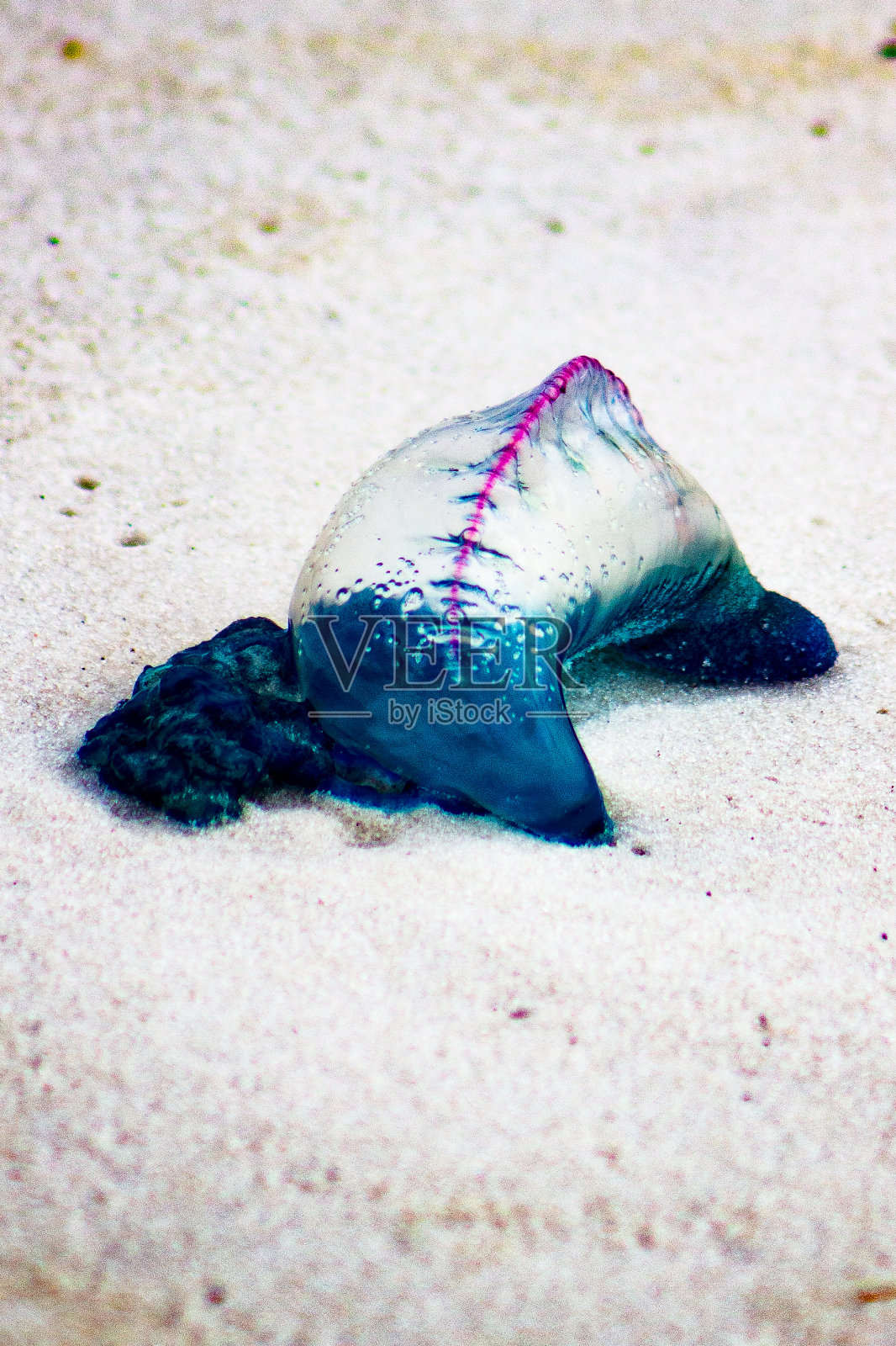 葡萄牙人的战争照片摄影图片