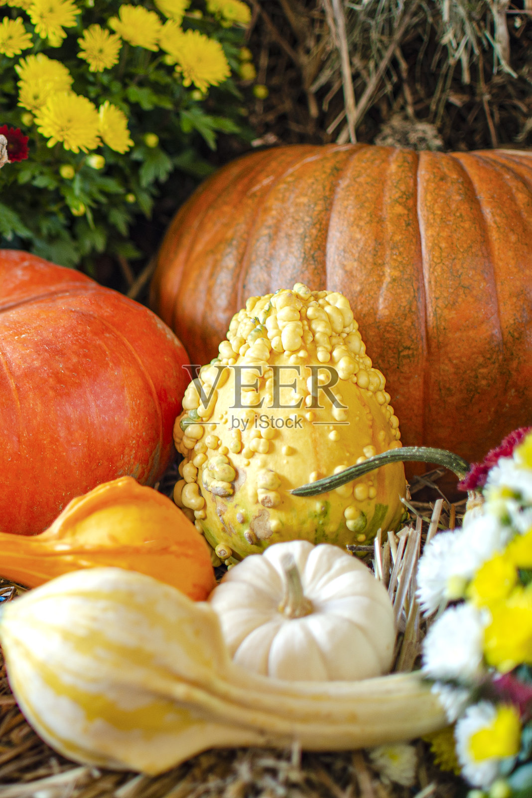 万圣节南瓜。在干草的背景上的南瓜，一种乡村风格。为万圣节的背景。文本的地方照片摄影图片