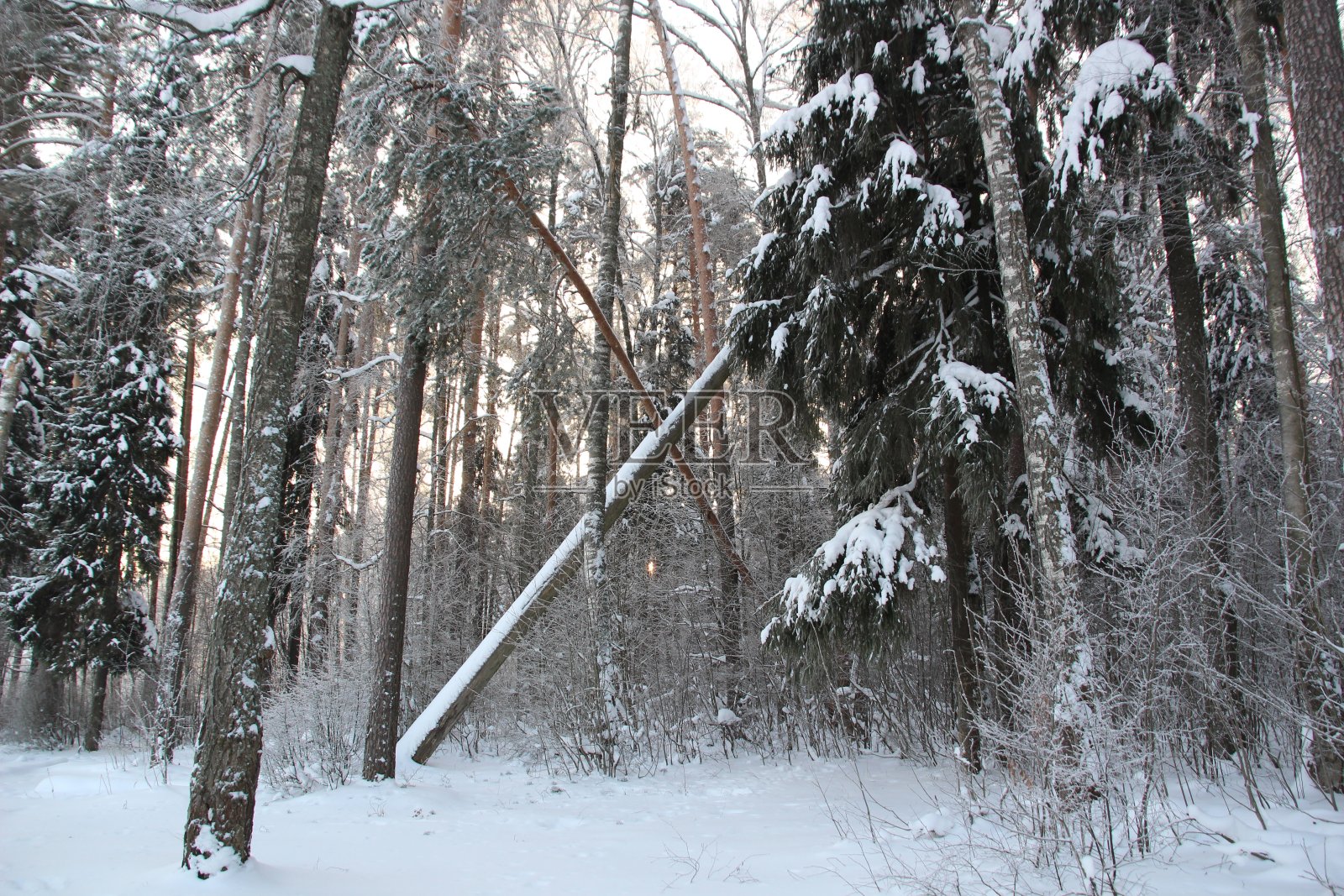 冬天森林里的树木在寒冷的日子里被雪覆盖着，天空是蓝色的照片摄影图片