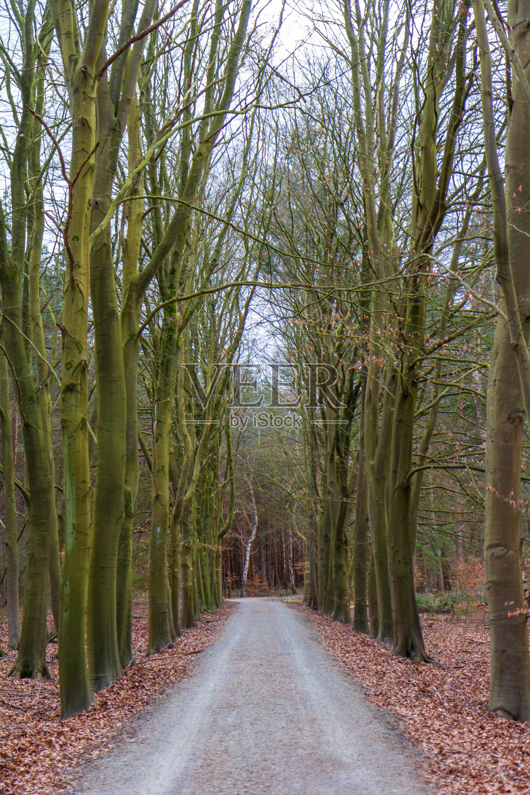 树木之间的小路照片摄影图片