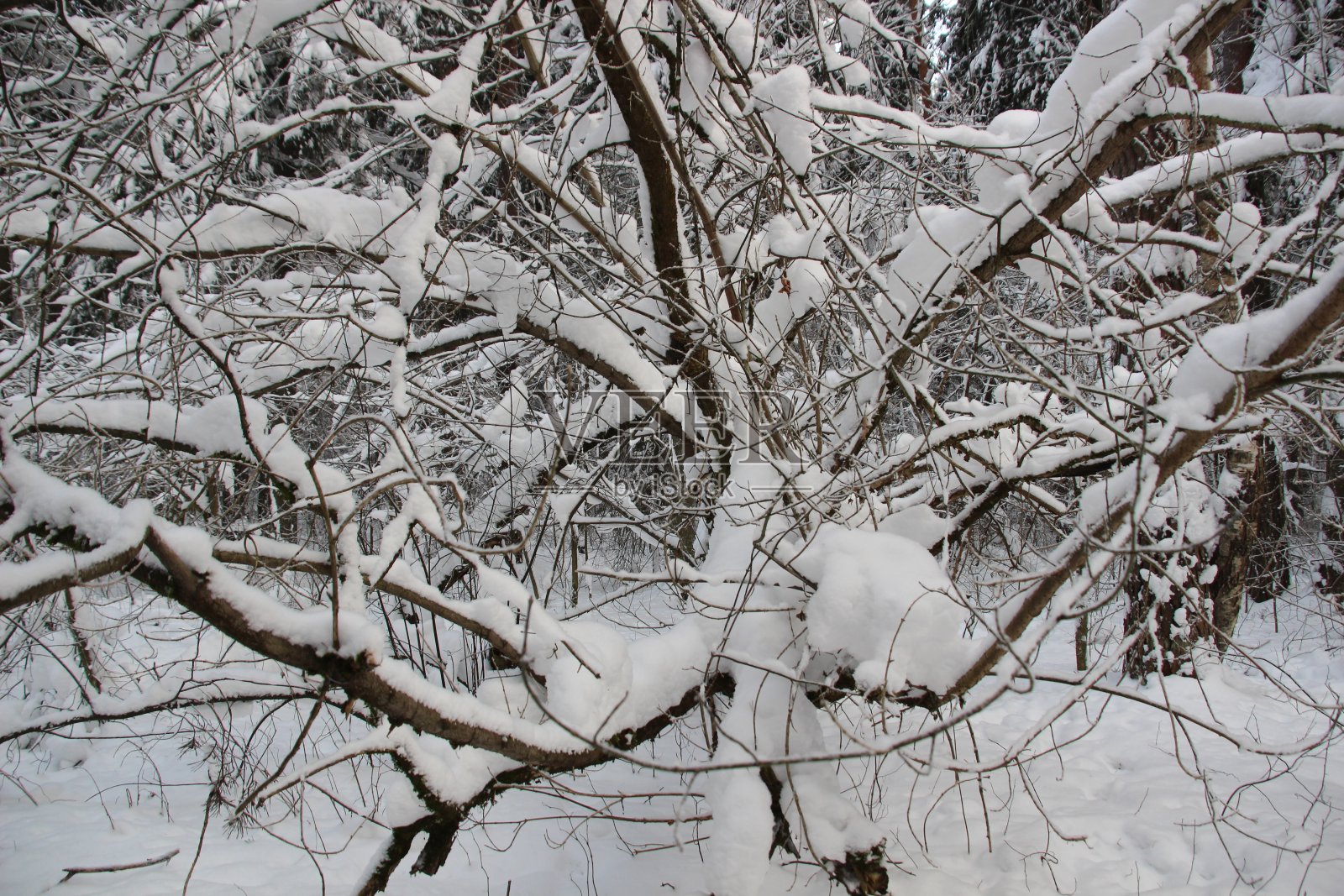 冬天森林里的树木在寒冷的日子里被雪覆盖着，天空是蓝色的照片摄影图片
