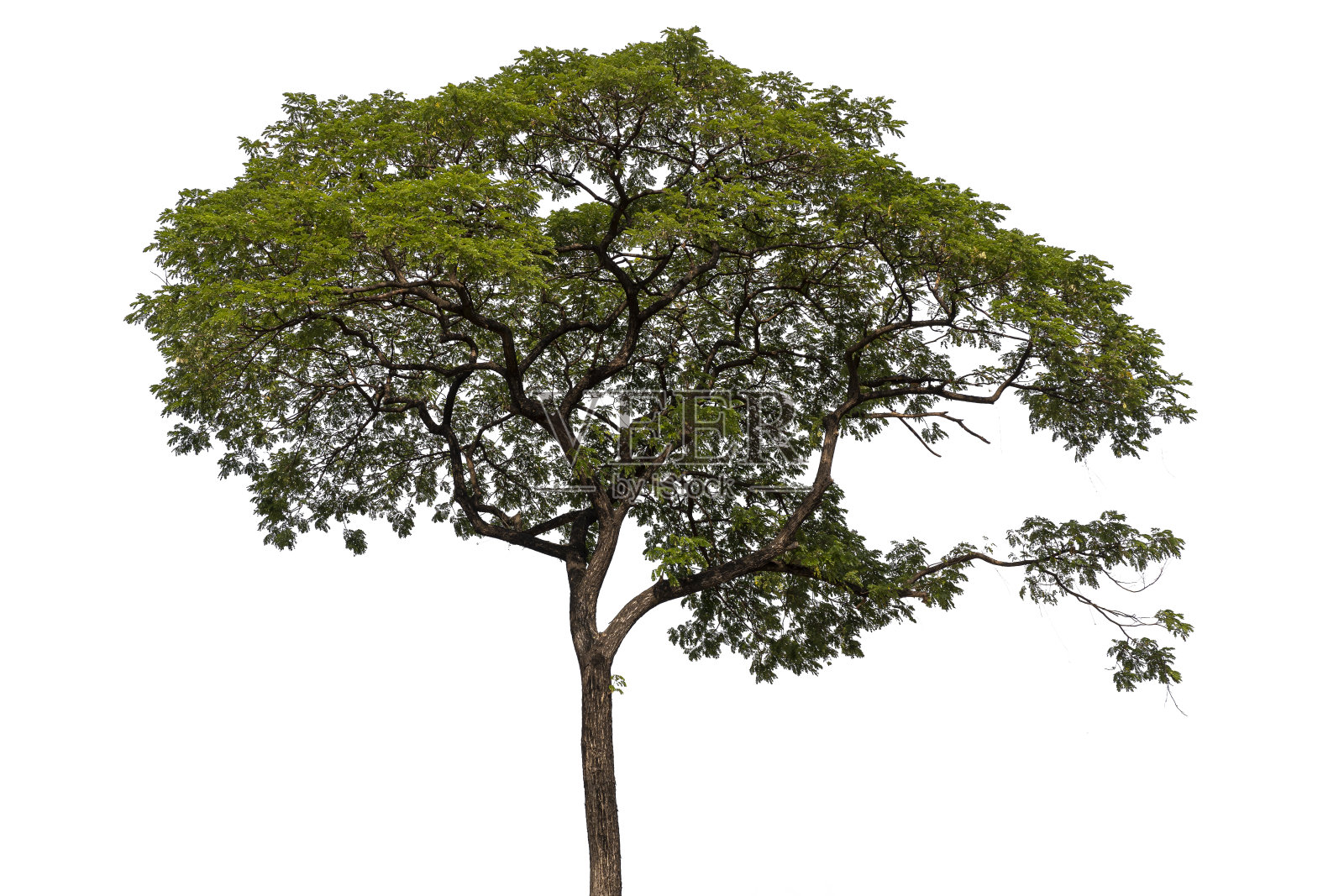 孤立的绿色树在白色背景的建筑照片摄影图片