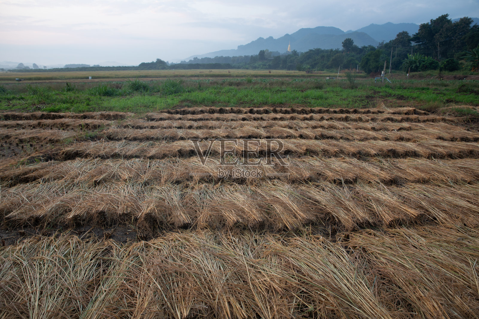 美丽的早晨风景在泰国乡村与稻田照片摄影图片