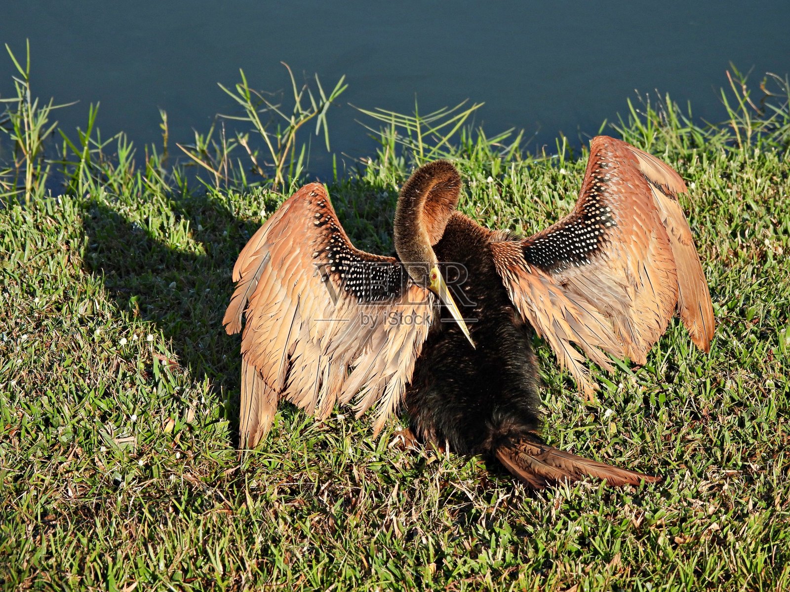 在湖边的草地上晾干它的翅膀照片摄影图片