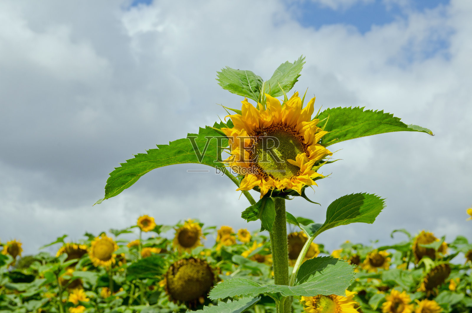向日葵中最高的照片摄影图片