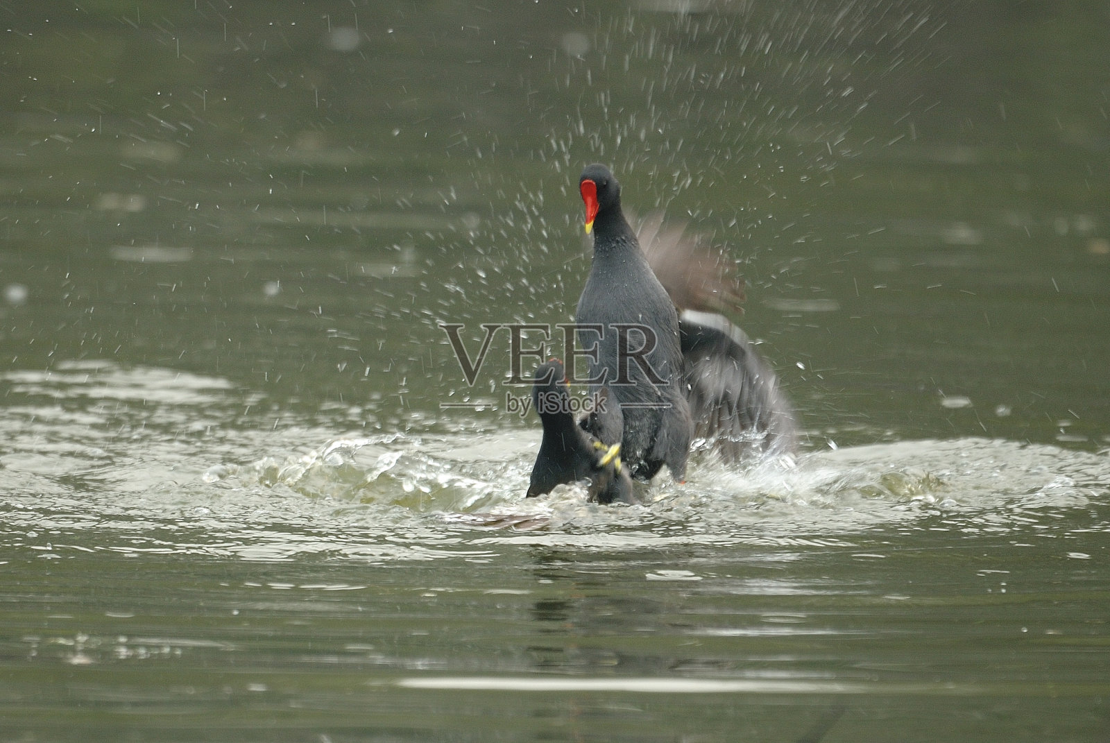 雌红松鸡照片摄影图片