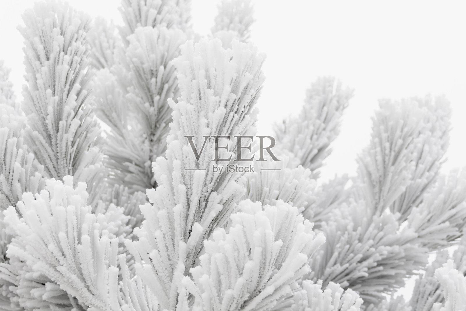 在冬天的公园和城市里，树木和灌木被白雪和冬天的图案覆盖着。照片摄影图片