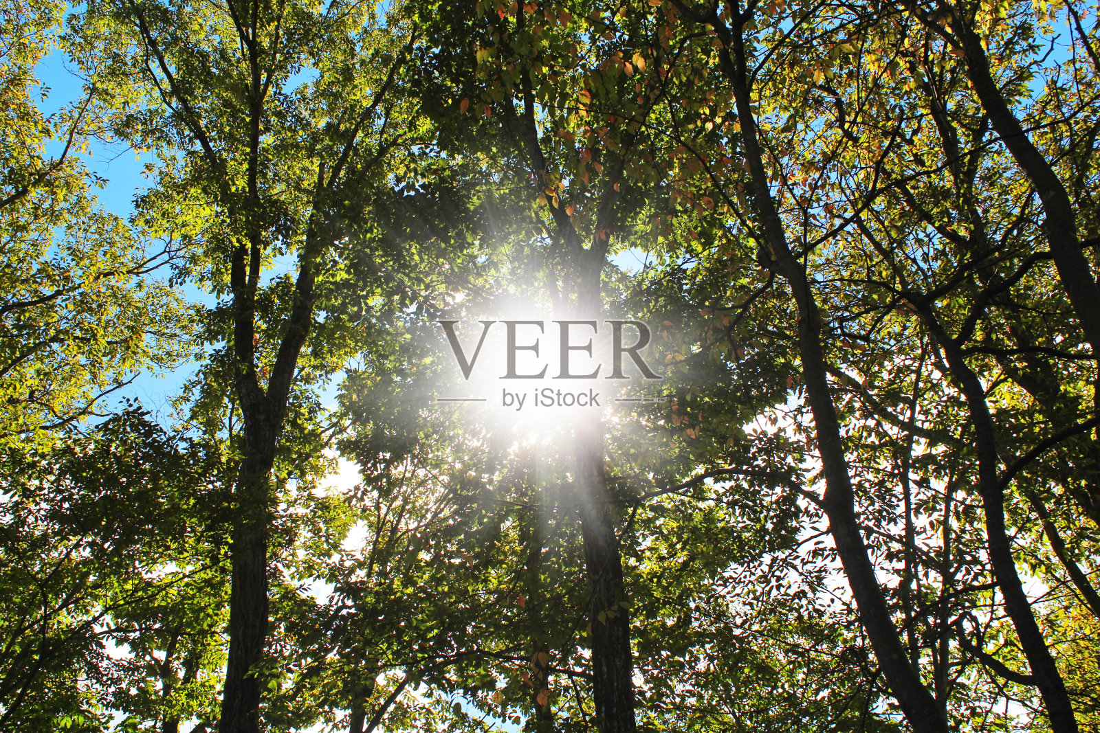 长野县轻井泽镇别墅街的自然风光。照片摄影图片