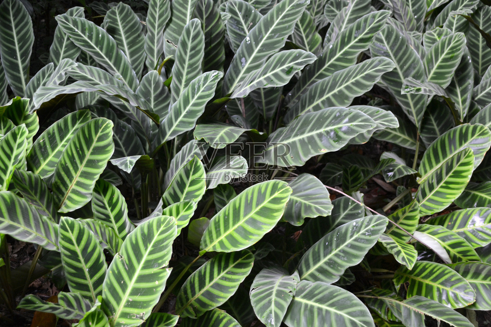 植物，叶子，叶子，纹理，背景，特写照片摄影图片