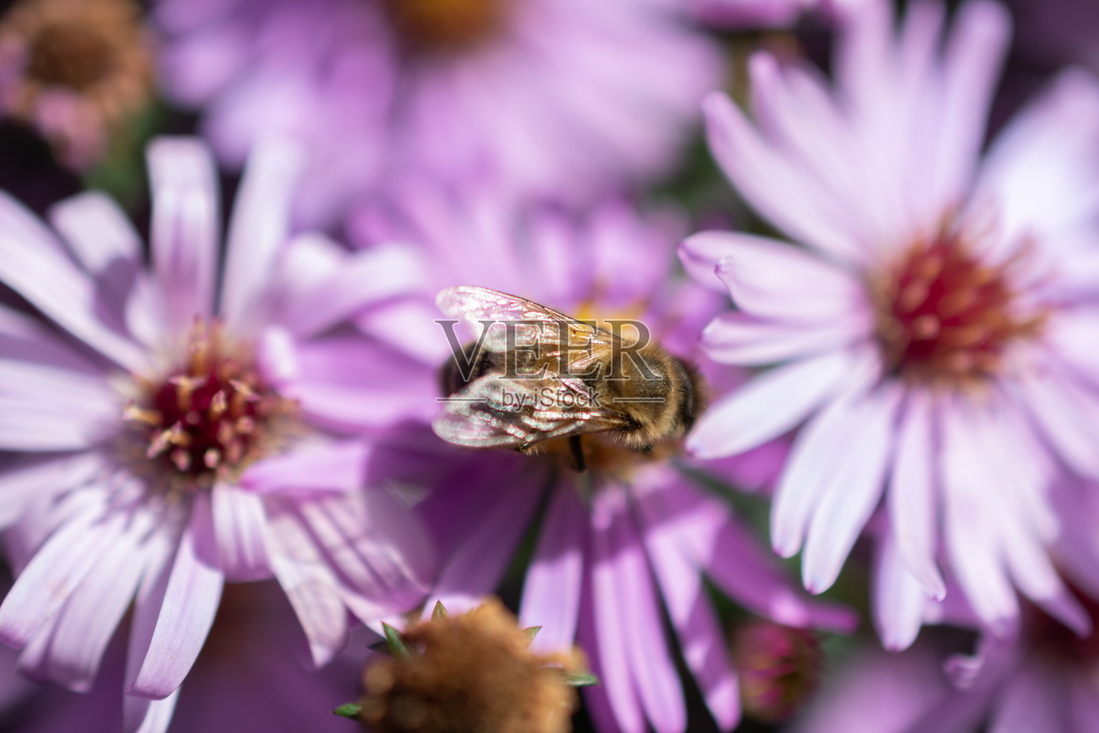 里拉花上的蜜蜂照片摄影图片