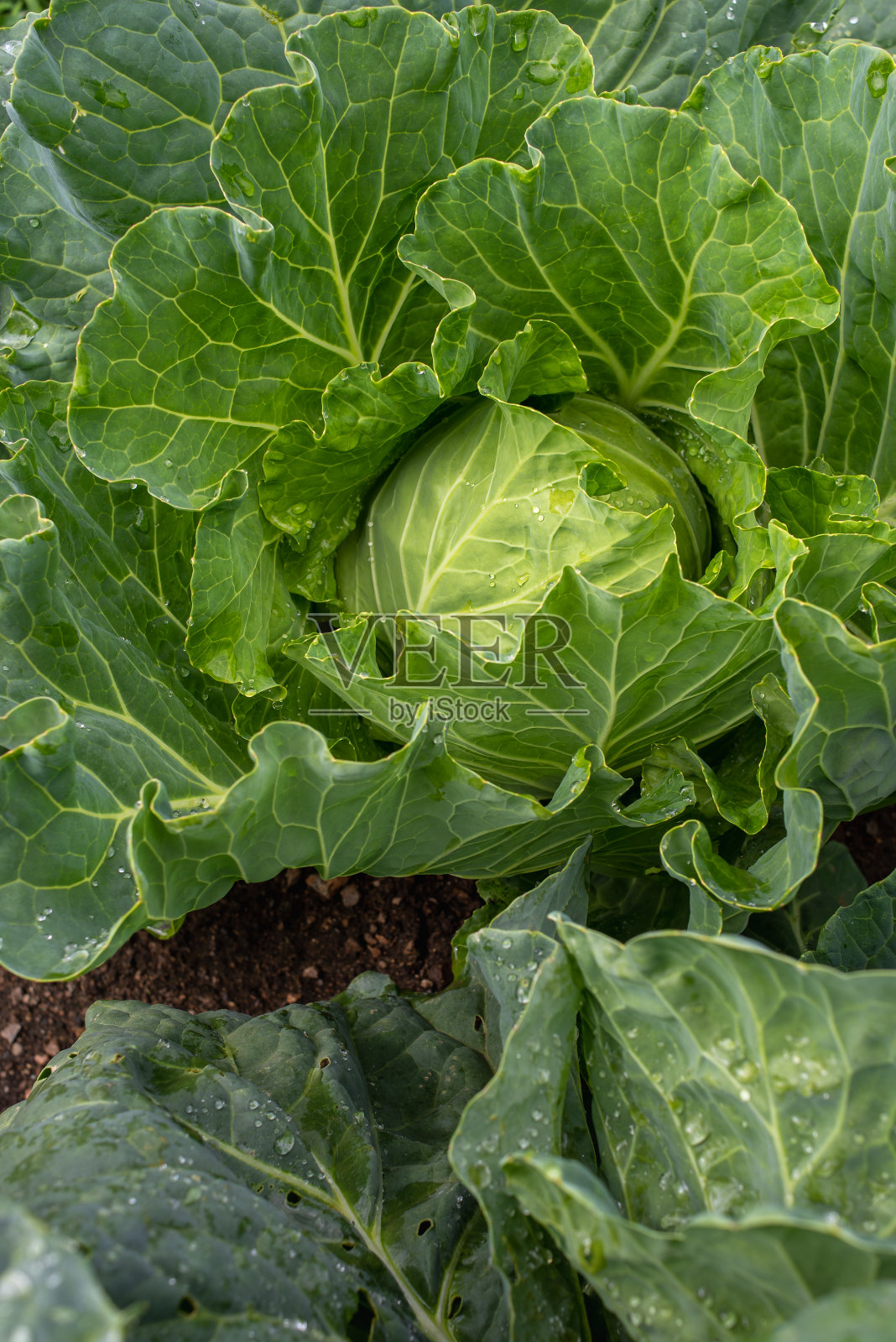 新鲜的卷心菜特写。食品的背景照片摄影图片