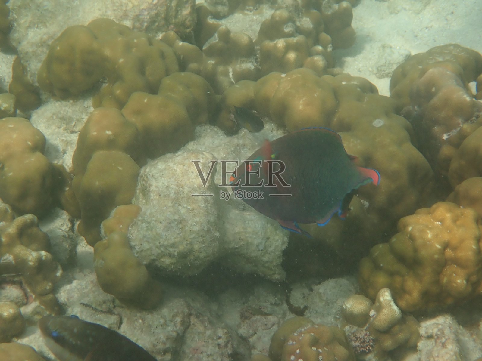 泰国里碧岛的鱼照片摄影图片