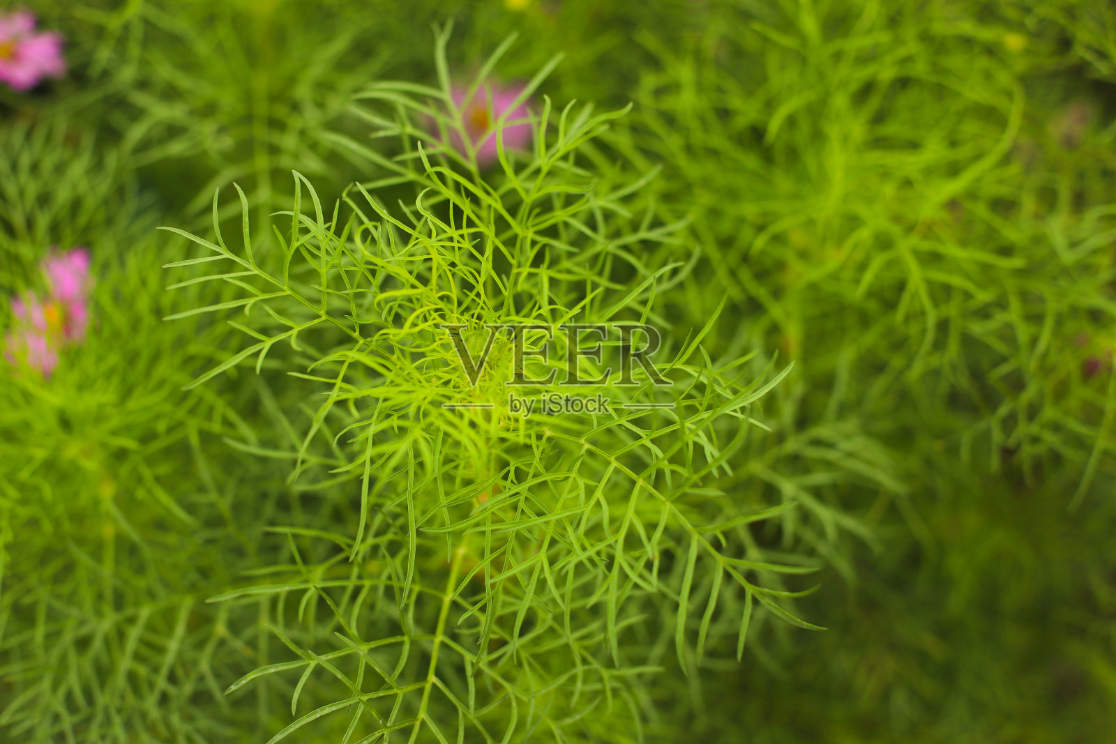 宇宙花自然背景照片摄影图片