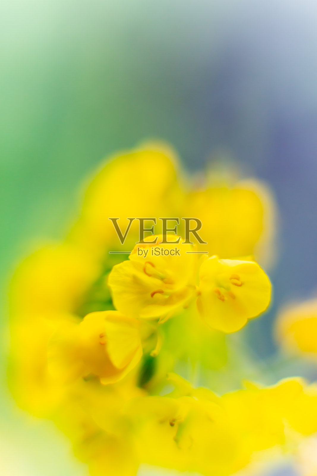 油菜花照片摄影图片