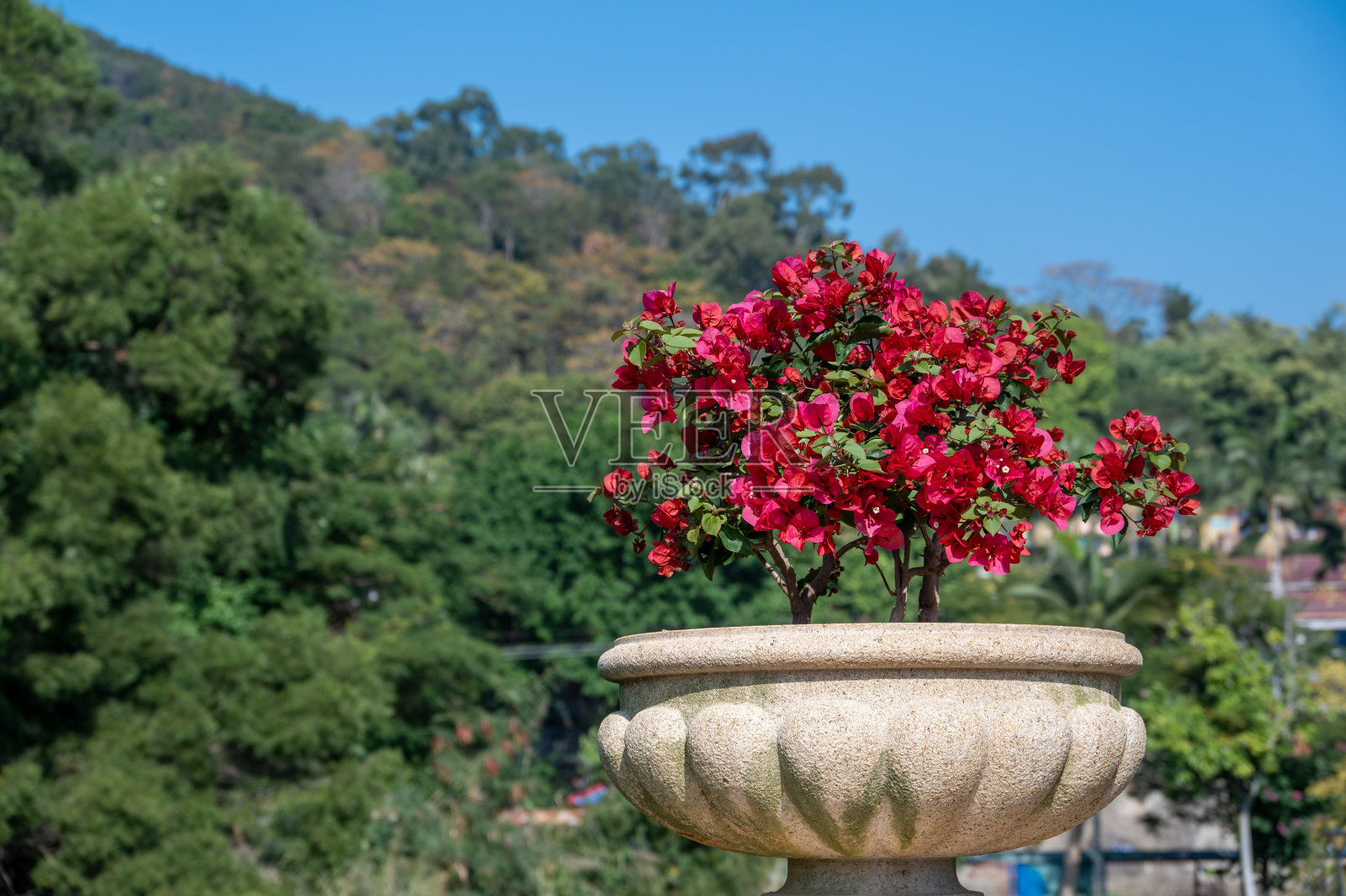 一盆红色的三角梅在蓝天和绿树的背景下照片摄影图片