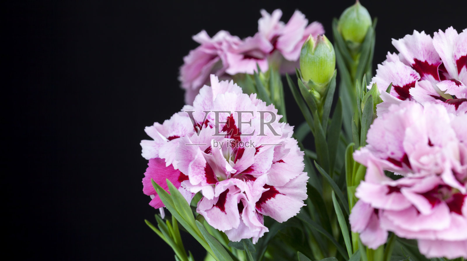 美丽的花装饰康乃馨照片摄影图片