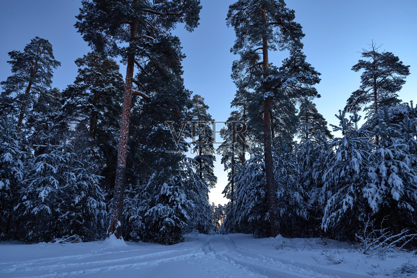 森林里冬天的日出。俄罗斯松林的清晨。照片摄影图片