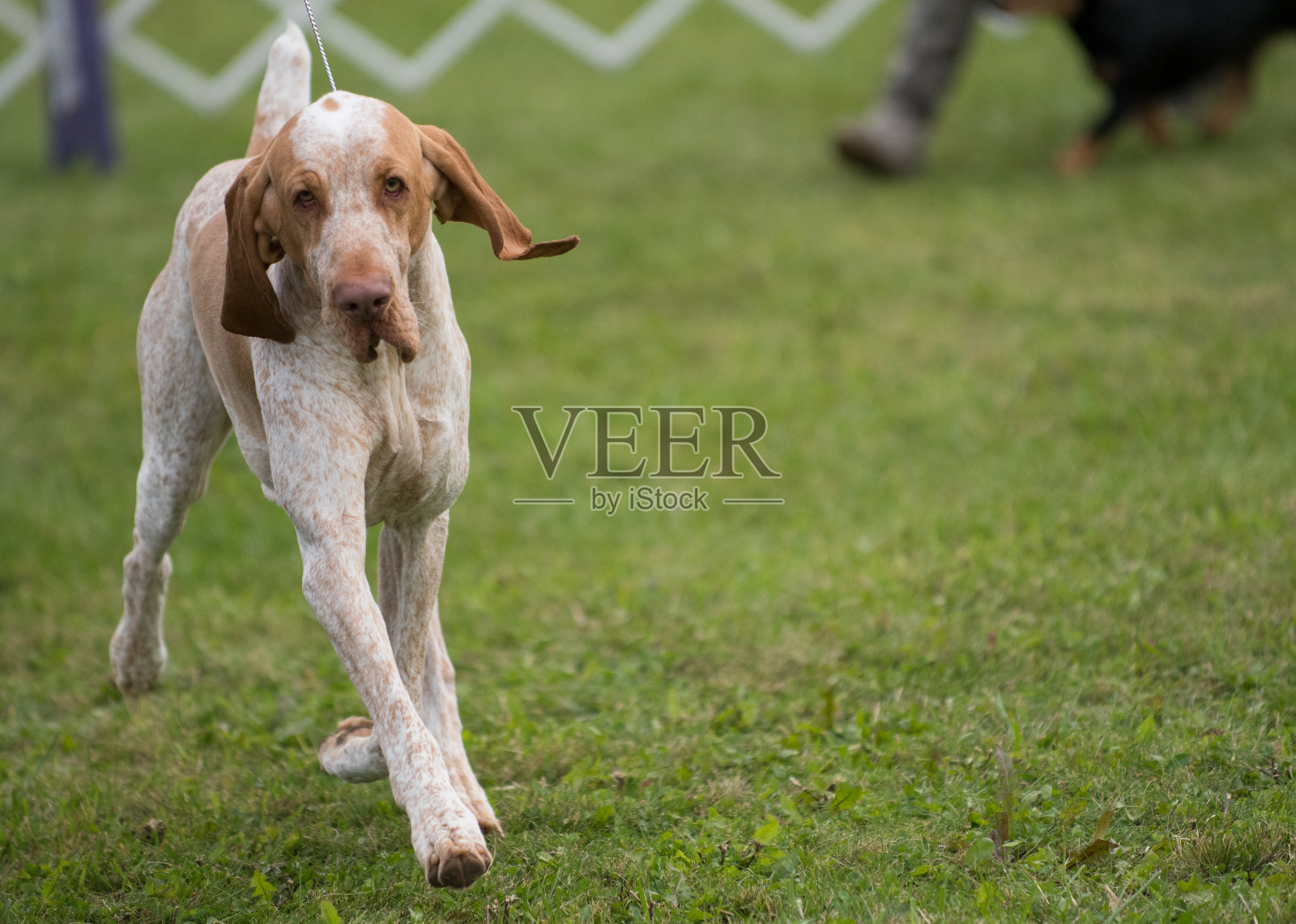 Bracco Italiano走在草地上照片摄影图片