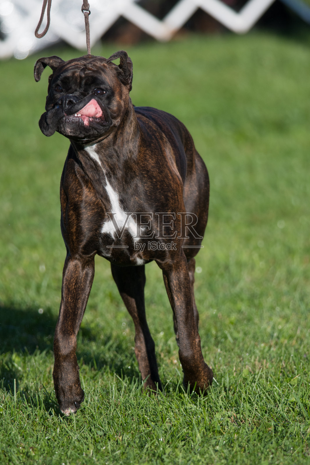 鲍克瑟摇摇头照片摄影图片