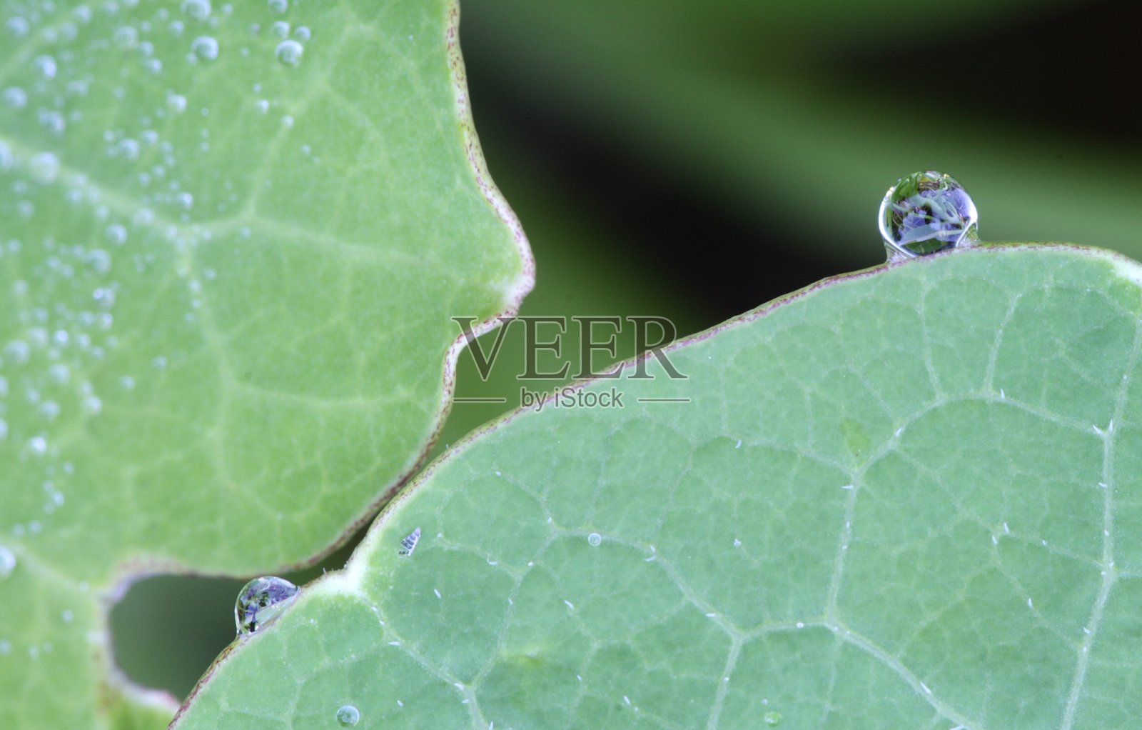 植物叶子上的露珠的微距照片照片摄影图片