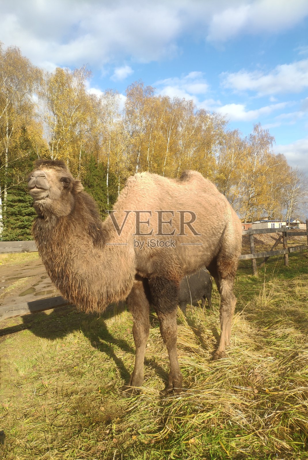 在阳光明媚的日子里，一头长发驼峰的骆驼在黄叶秋叶的背景下行走。骆驼农场里的双峰驼照片摄影图片