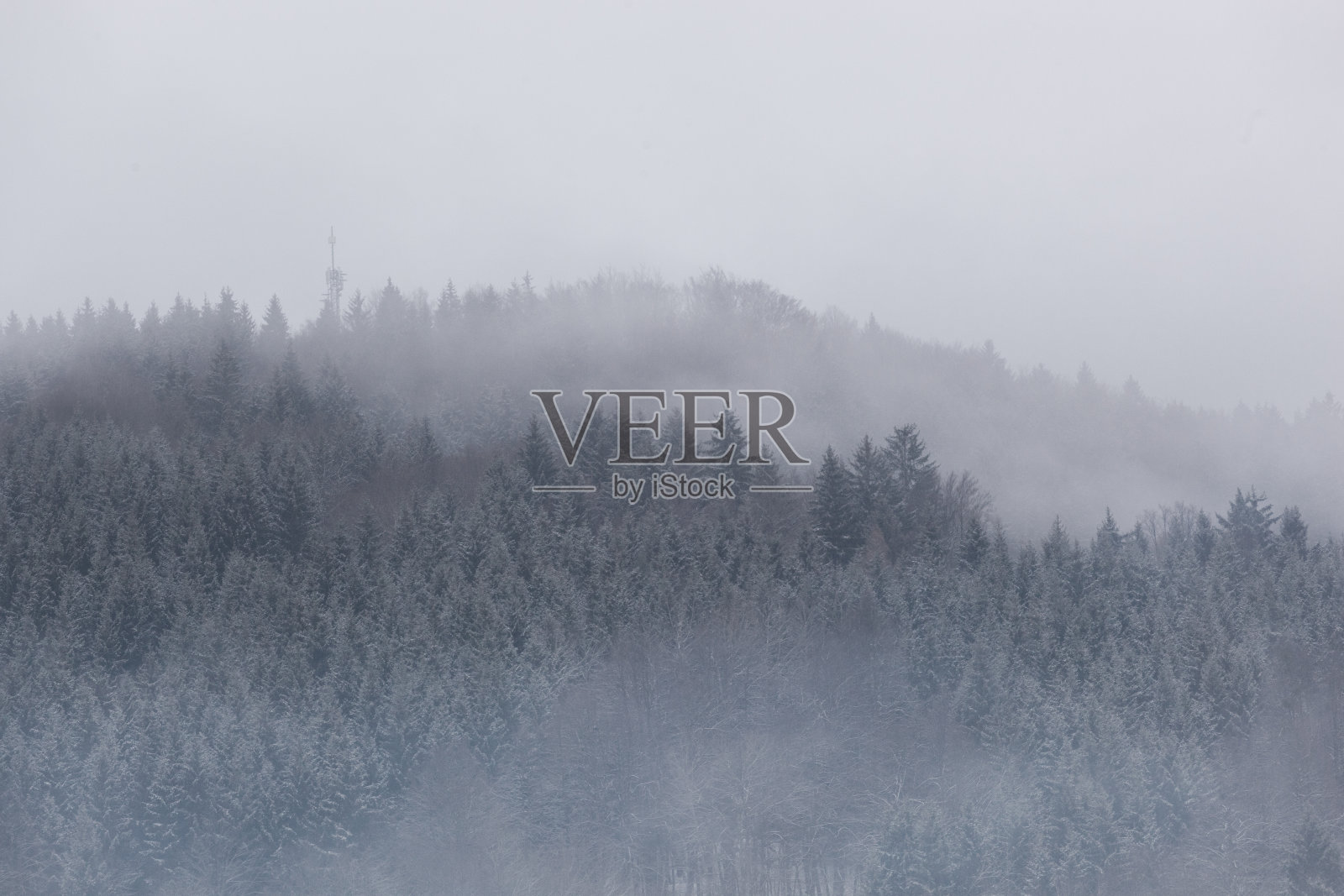 雾中的雪林照片摄影图片